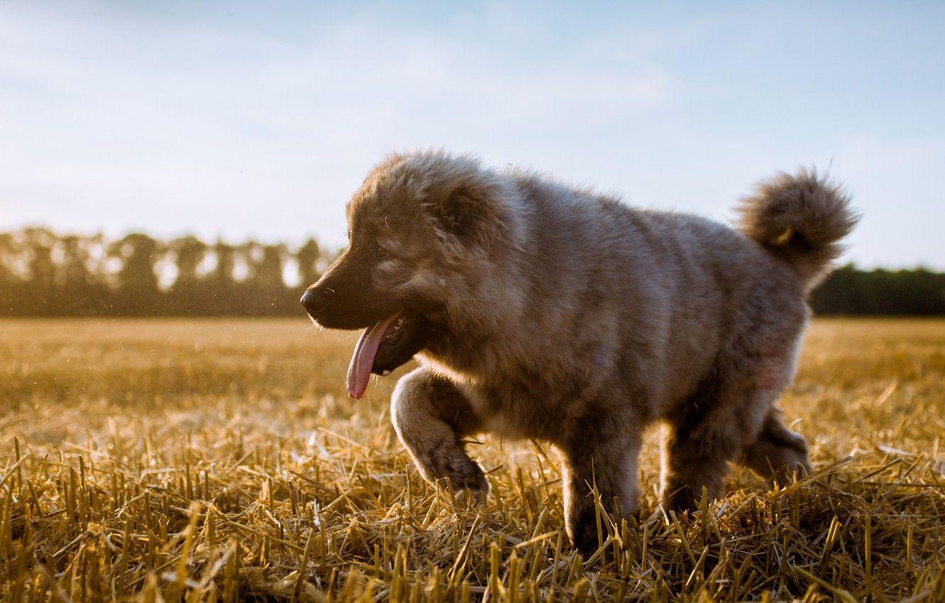 1332x850 Wallpaper field, language, dog, puppy, the stubble