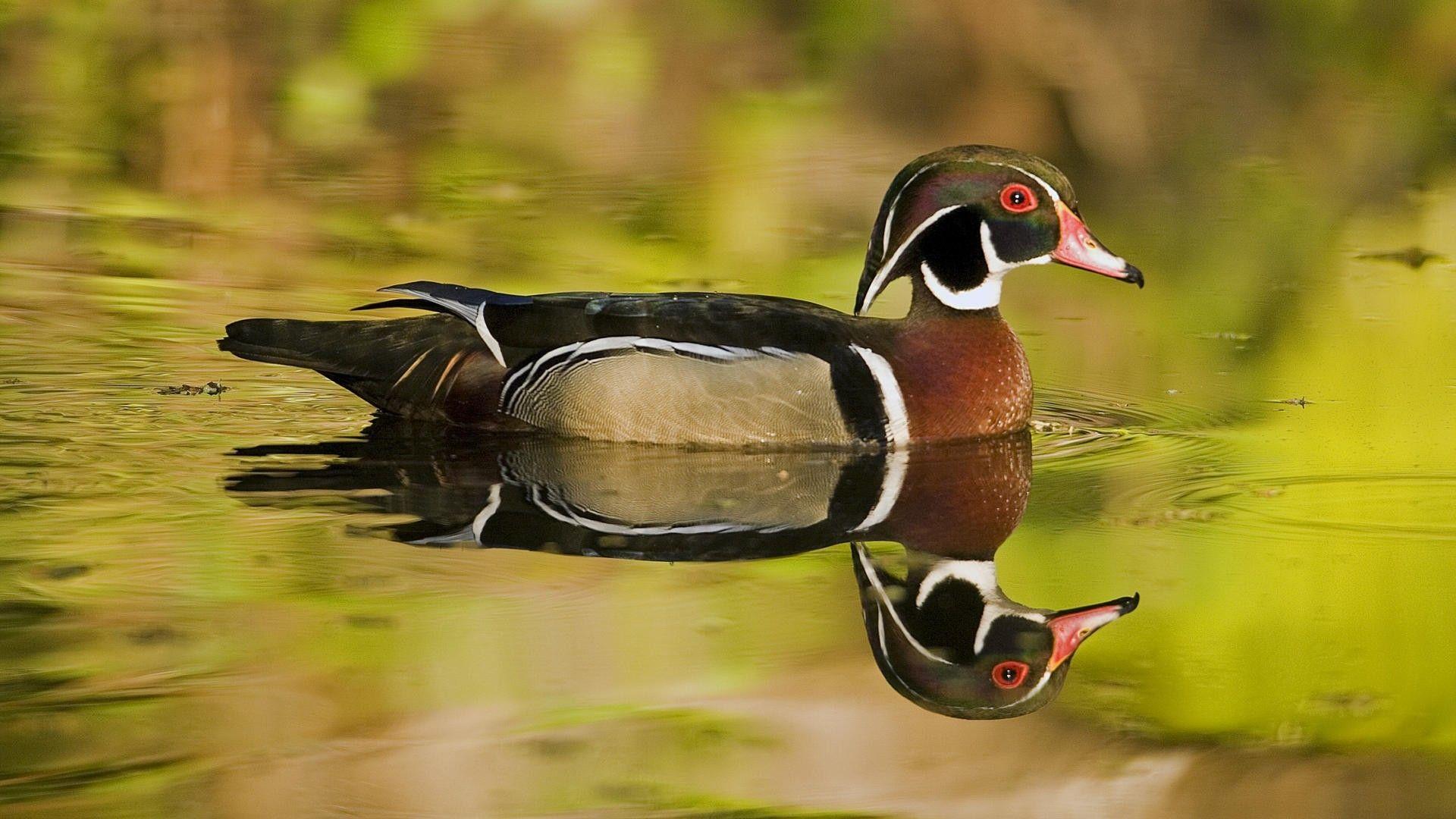 1920x1080 Birds: Wood Drake Duck Ducks American Eagle Bird Image for HD 16:9
