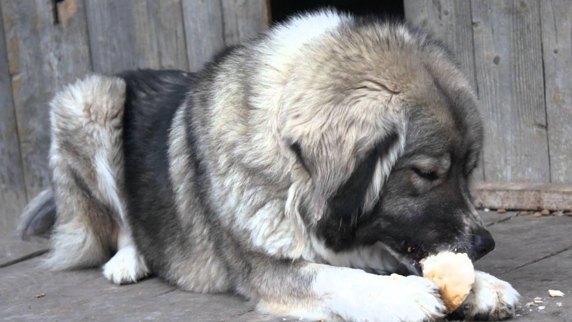 1920x1080 Big Caucasian Shepherd eating bread Desktop wallpaper 1920x1080