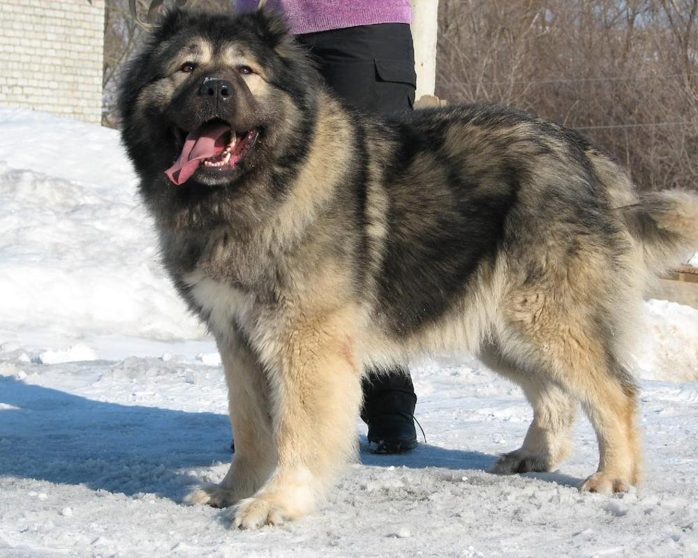 1000x800 Caucasian Shepherd Dog Picture Wallpaper HD