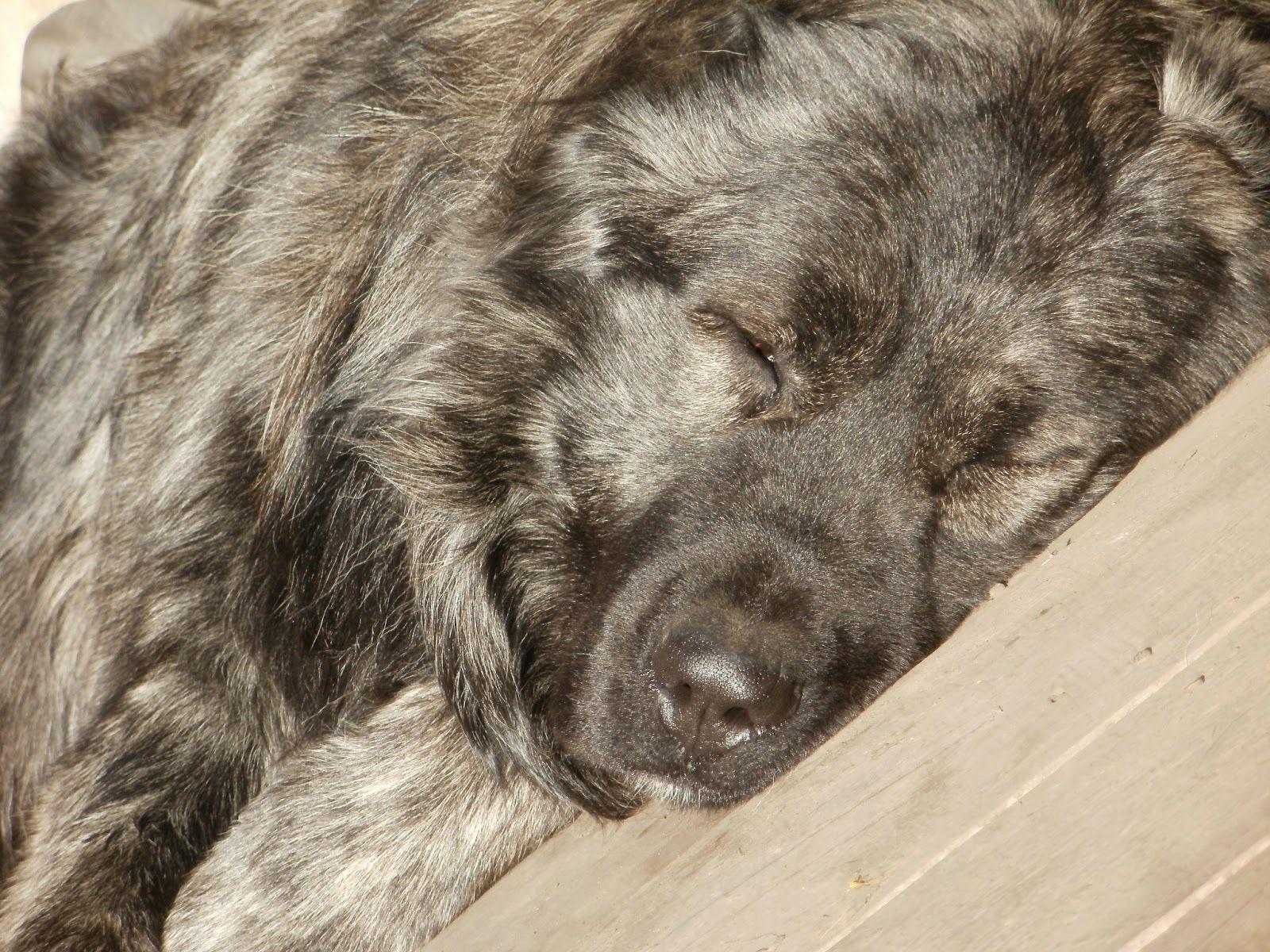 1600x1200 Caucasian Shepherd Wallpaper