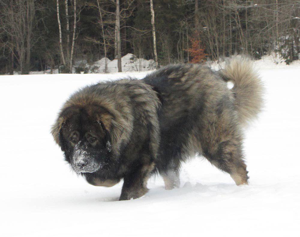 1000x789 Caucasian Shepherd Dog Picture Wallpaper HD. Wallpaper