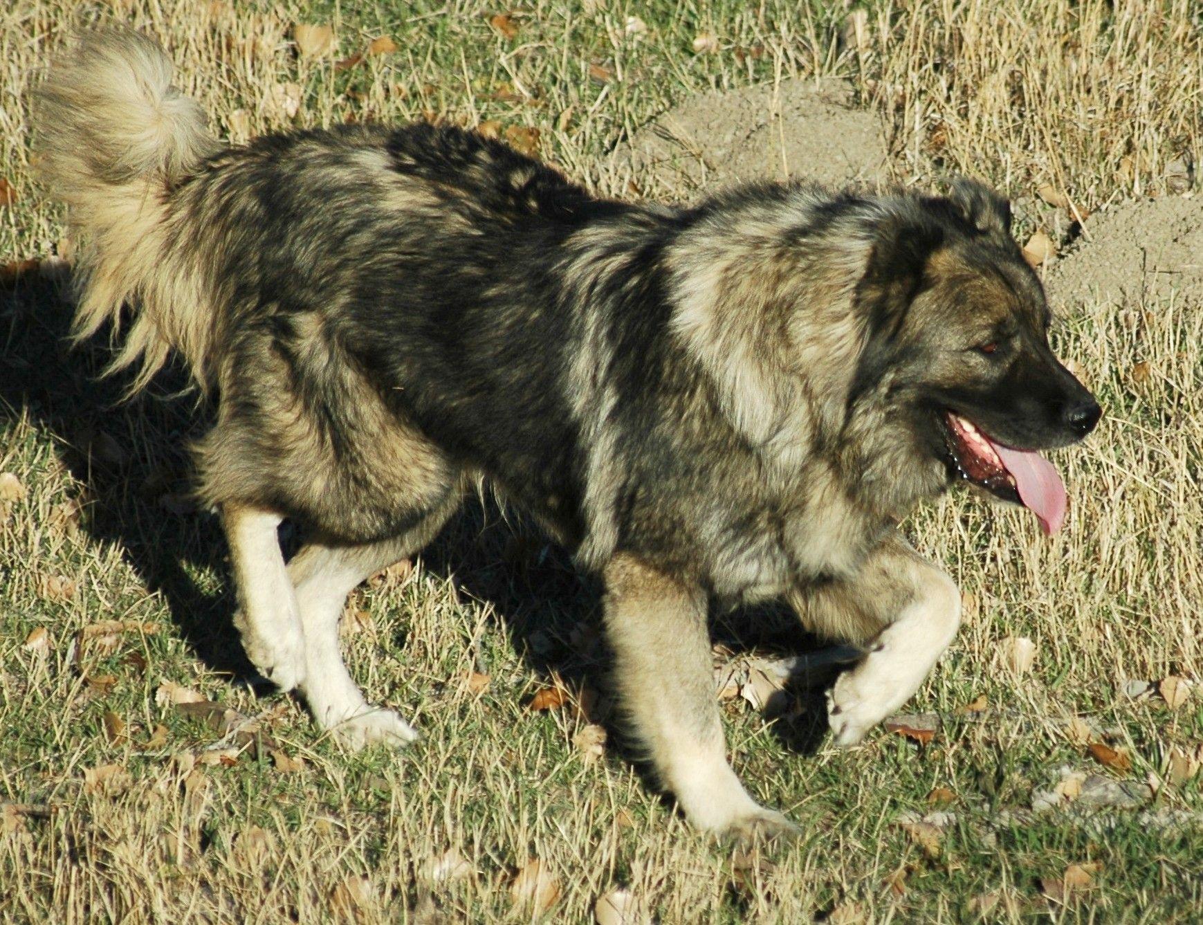 1739x1337 Caucasian Shepherd dog on a walk photo and wallpaper