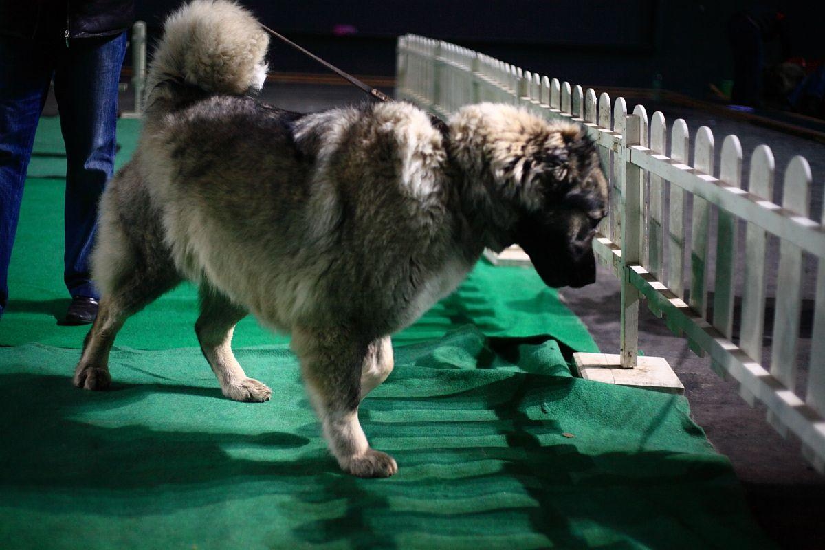 1200x800 Caucasian Shepherd Dog on the dog show photo and wallpaper