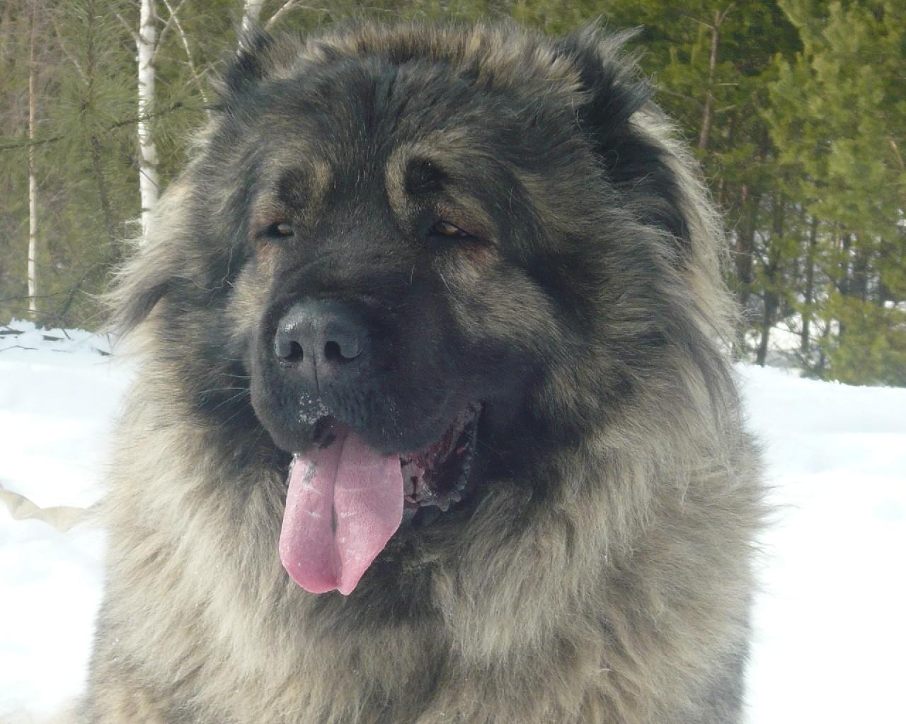 1280x1024 Caucasian Shepherd Dog HD HQ Wallpaper for Android
