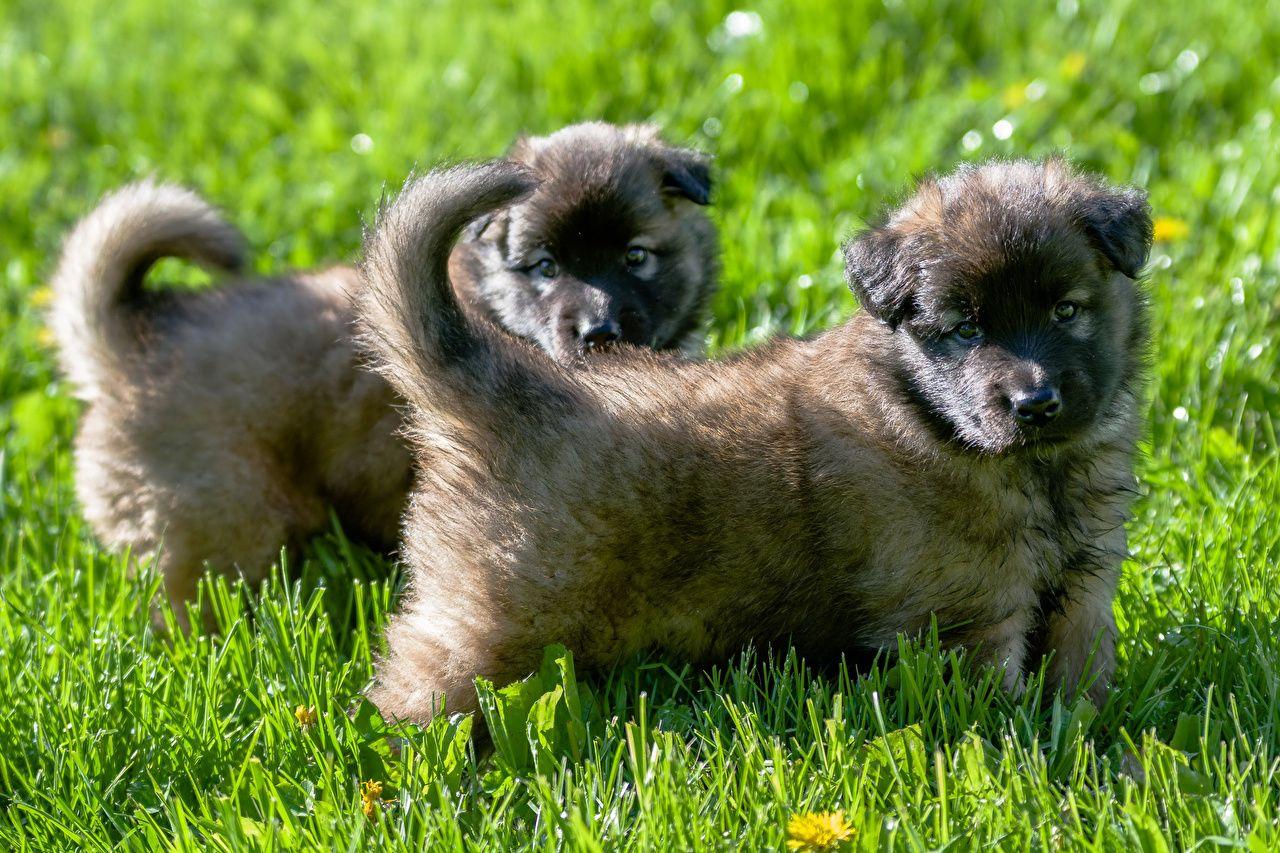 1280x853 Desktop Wallpaper Puppy Shepherd dog Caucasian 2 Grass animal