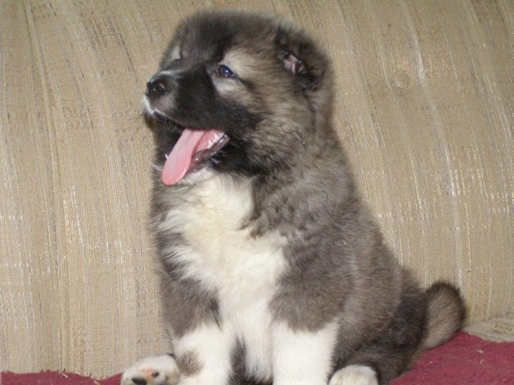 1024x768 caucasian sheepdog. Caucasian Shepherd puppy photo