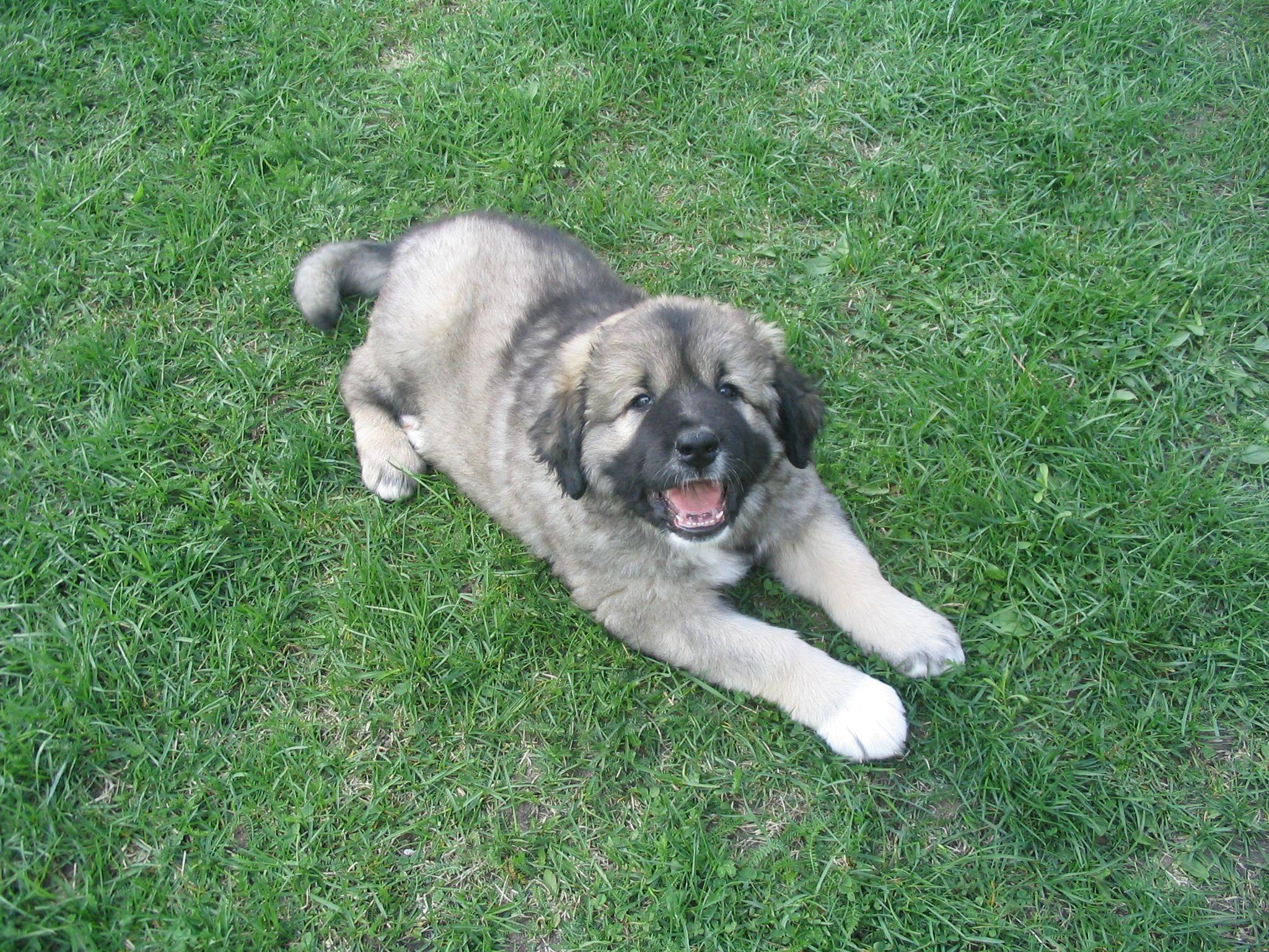 2048x1536 Caucasian Shepherd dog looking at the photographer photo