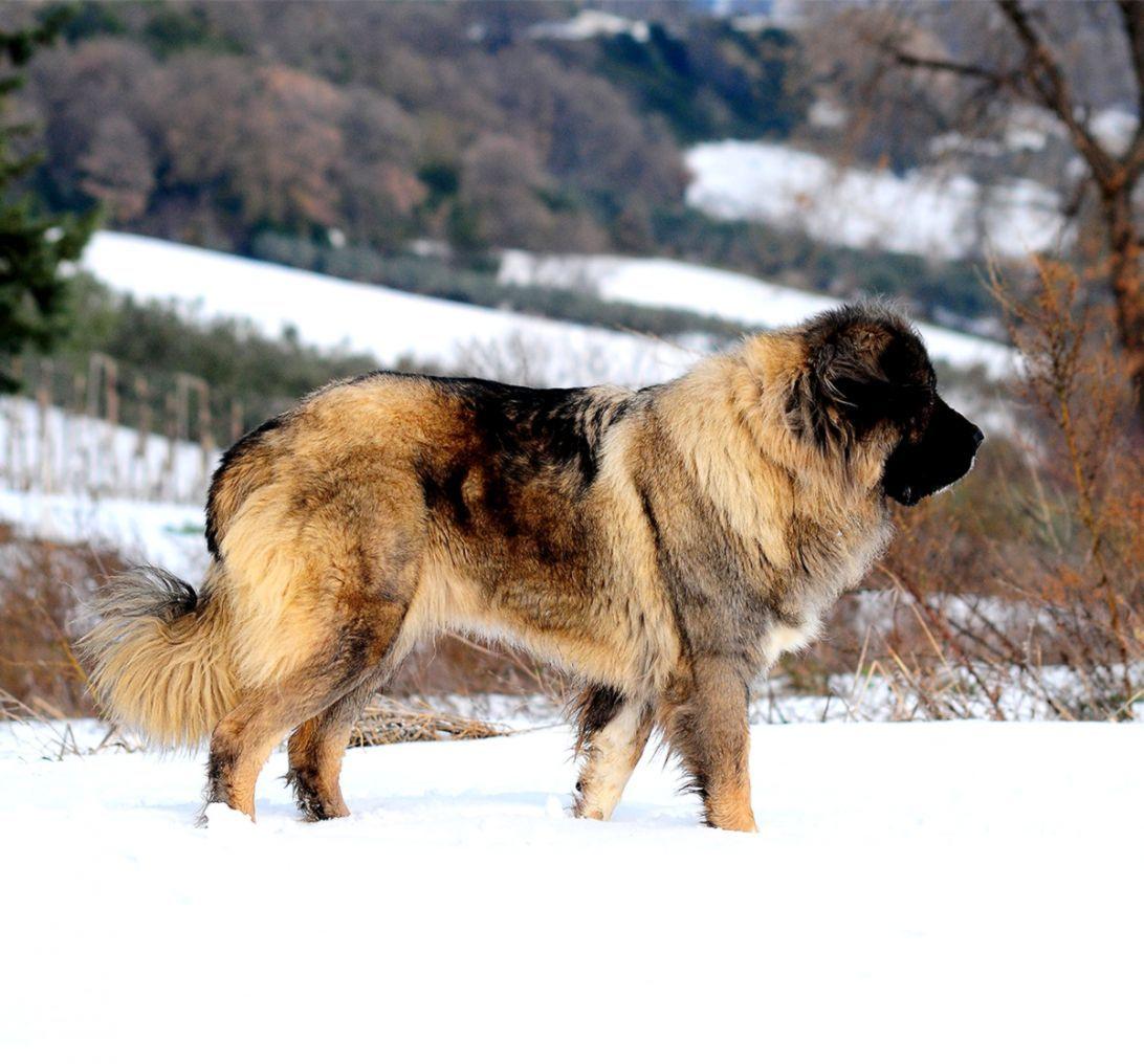 1092x1016 Russian Caucasian Mountain Dog Image
