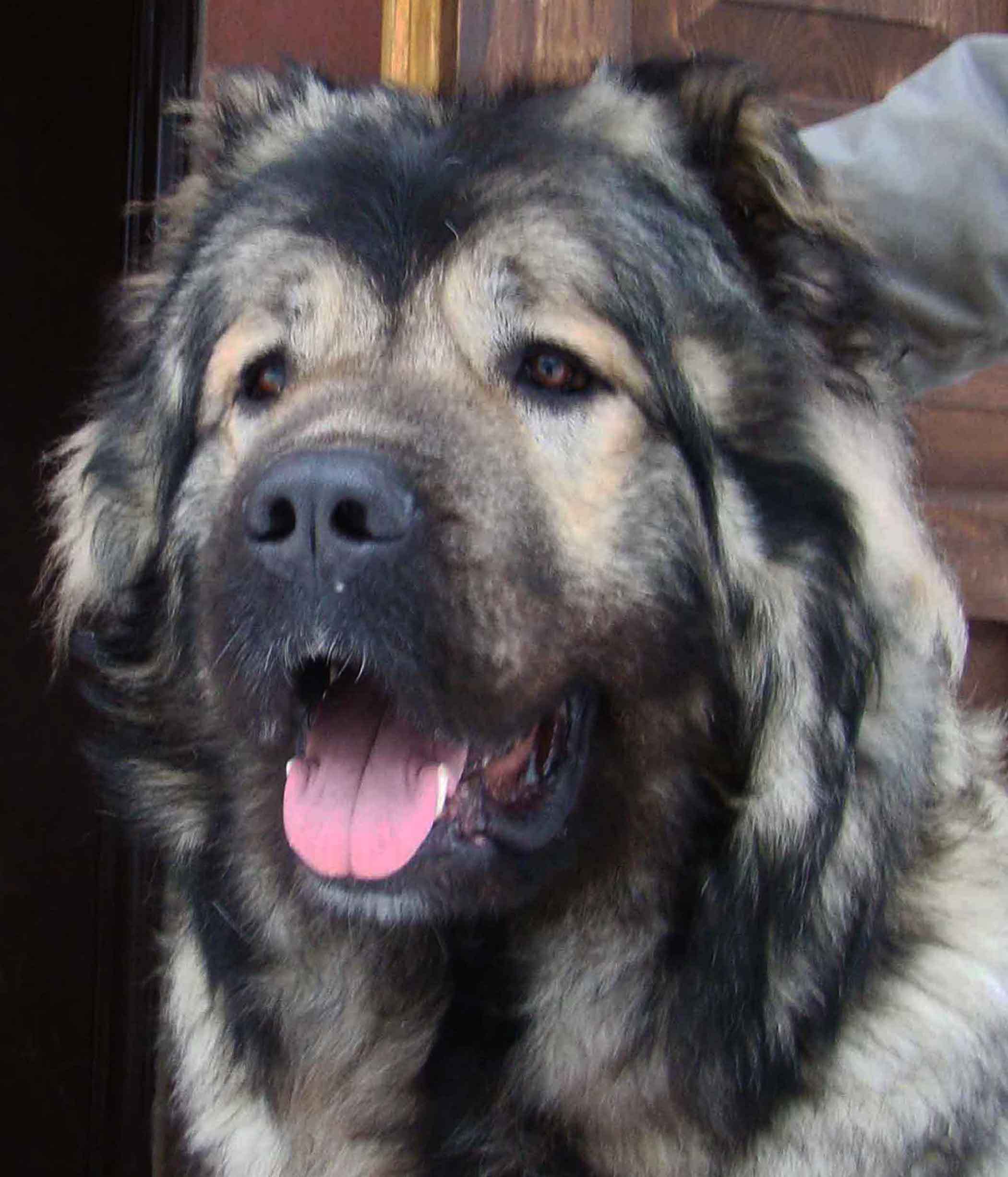 2100x2452 Caucasian Shepherd Wallpaper