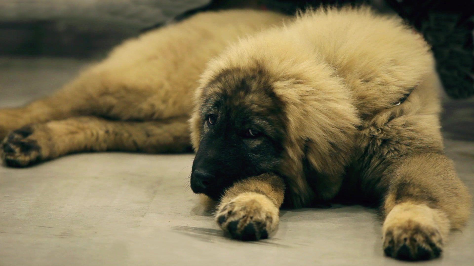 1920x1080 Caucasian Shepherd Wallpaper