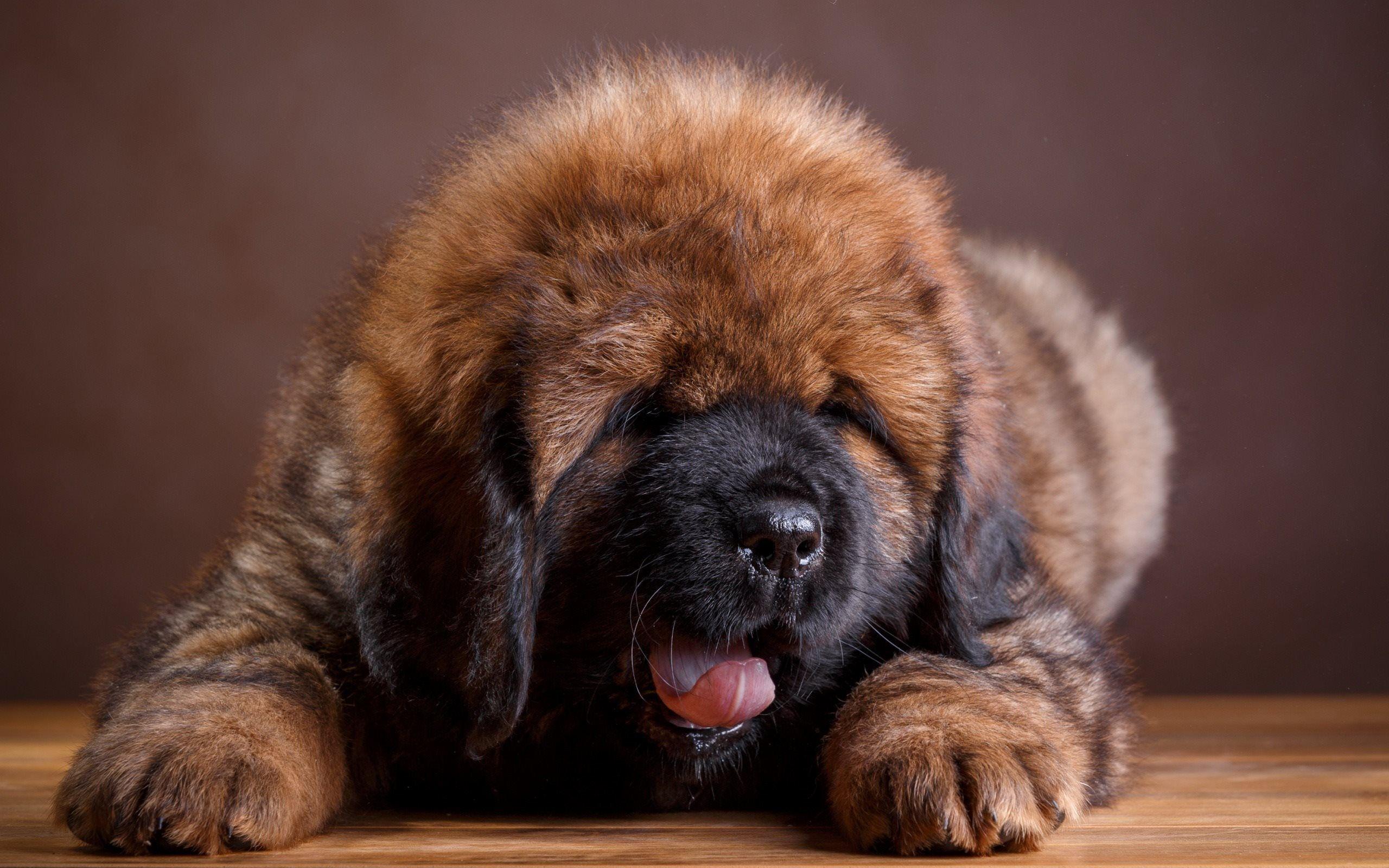 2560x1600 Download wallpaper Caucasian shepherd dog, puppy, cute dog