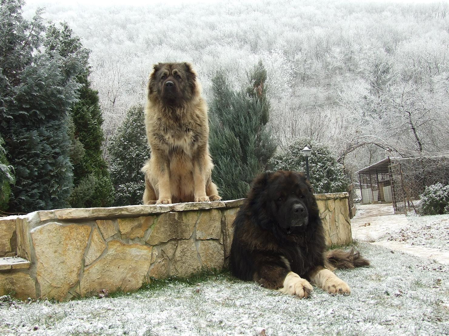 1481x1111 sarplaniac photo. Cute Sarplaninac dogs photo and wallpaper