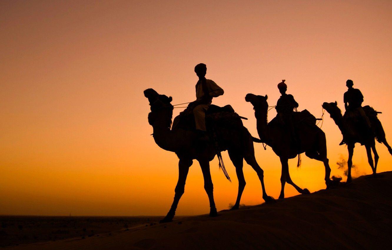 1332x850 Wallpaper India, silhouette, camel, caravan, Rajasthan, Thar