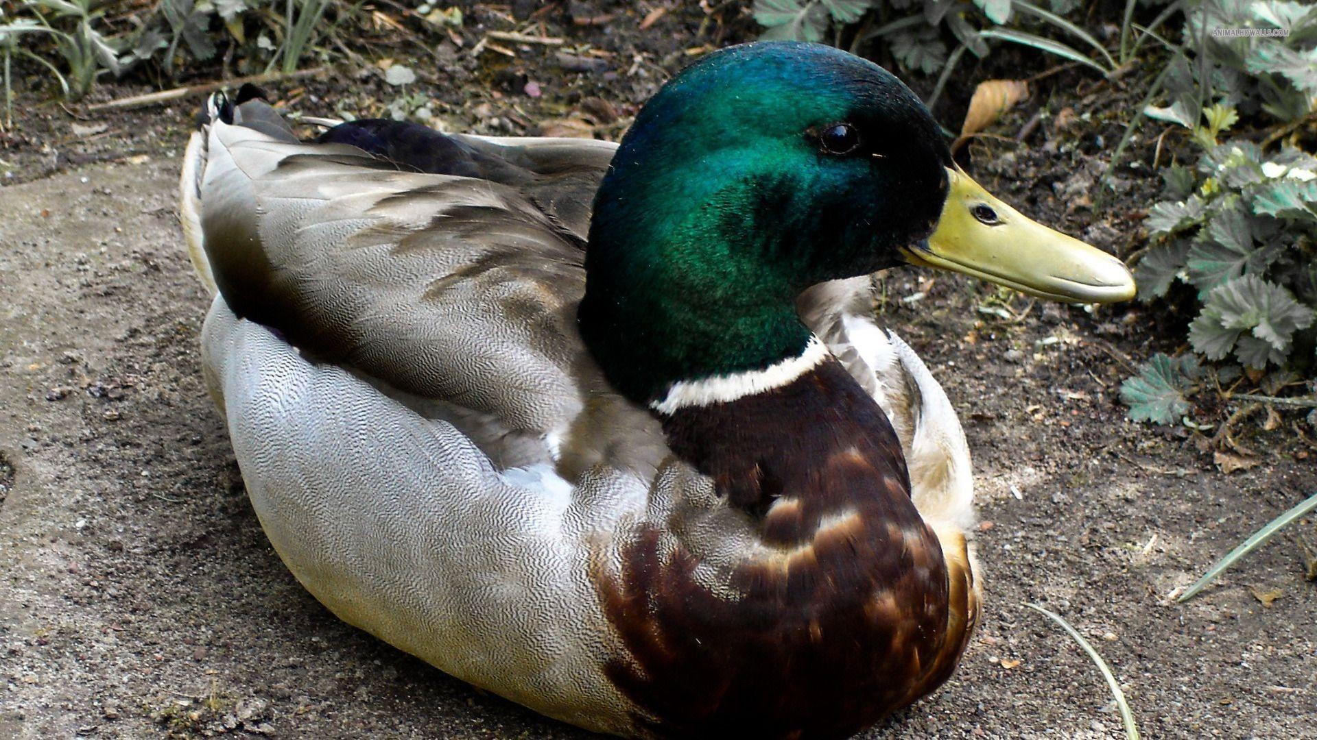 1920x1080 Drake Waterfowl Wallpaper