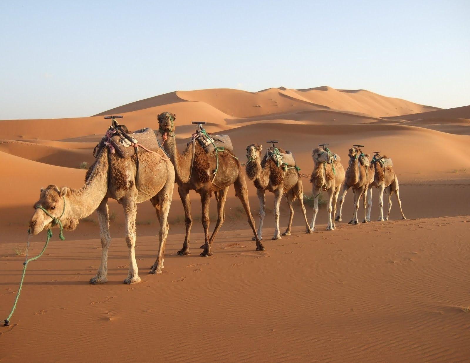 1600x1236 desert camels morocco rajasthan 1600x1236 wallpaper High