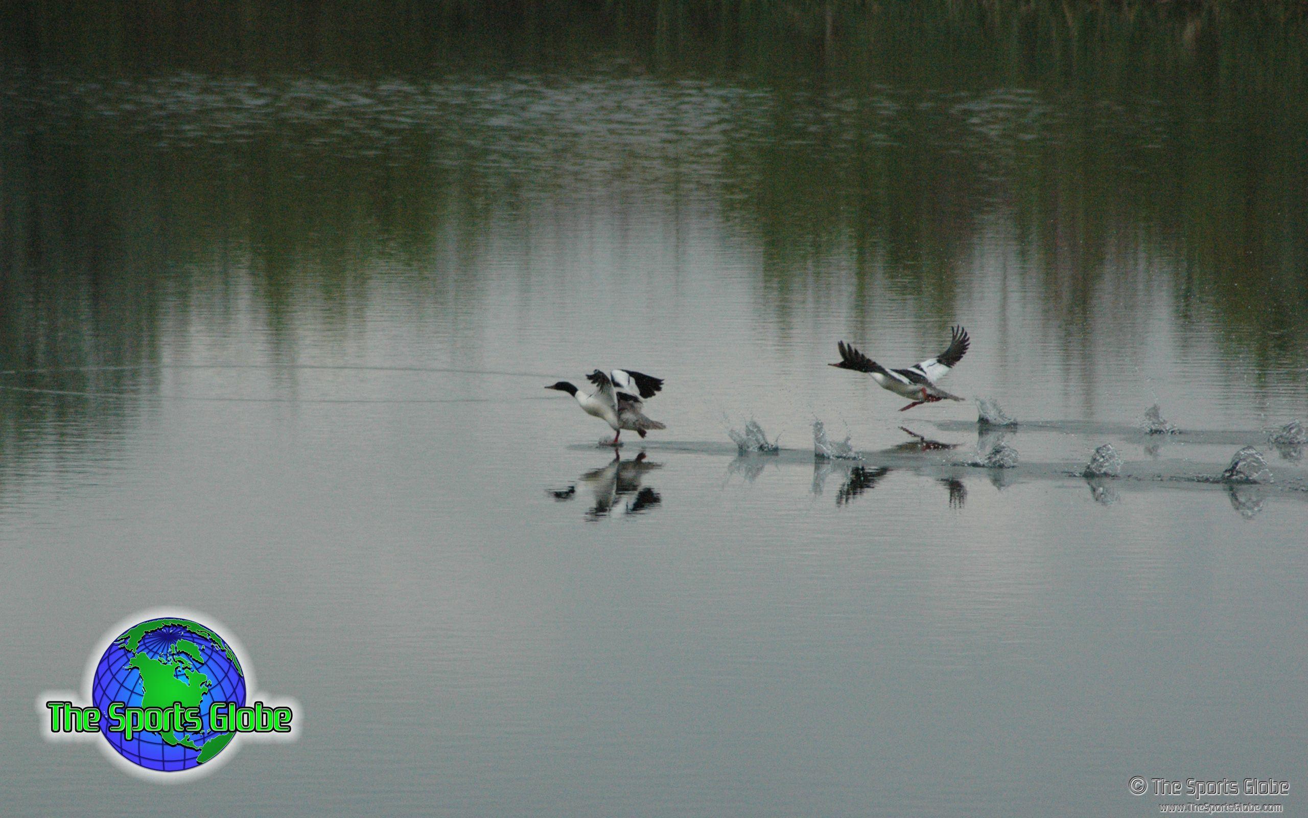 2560x1600 Ducks Walk on Water Desktop Wallpaper Sports Globe