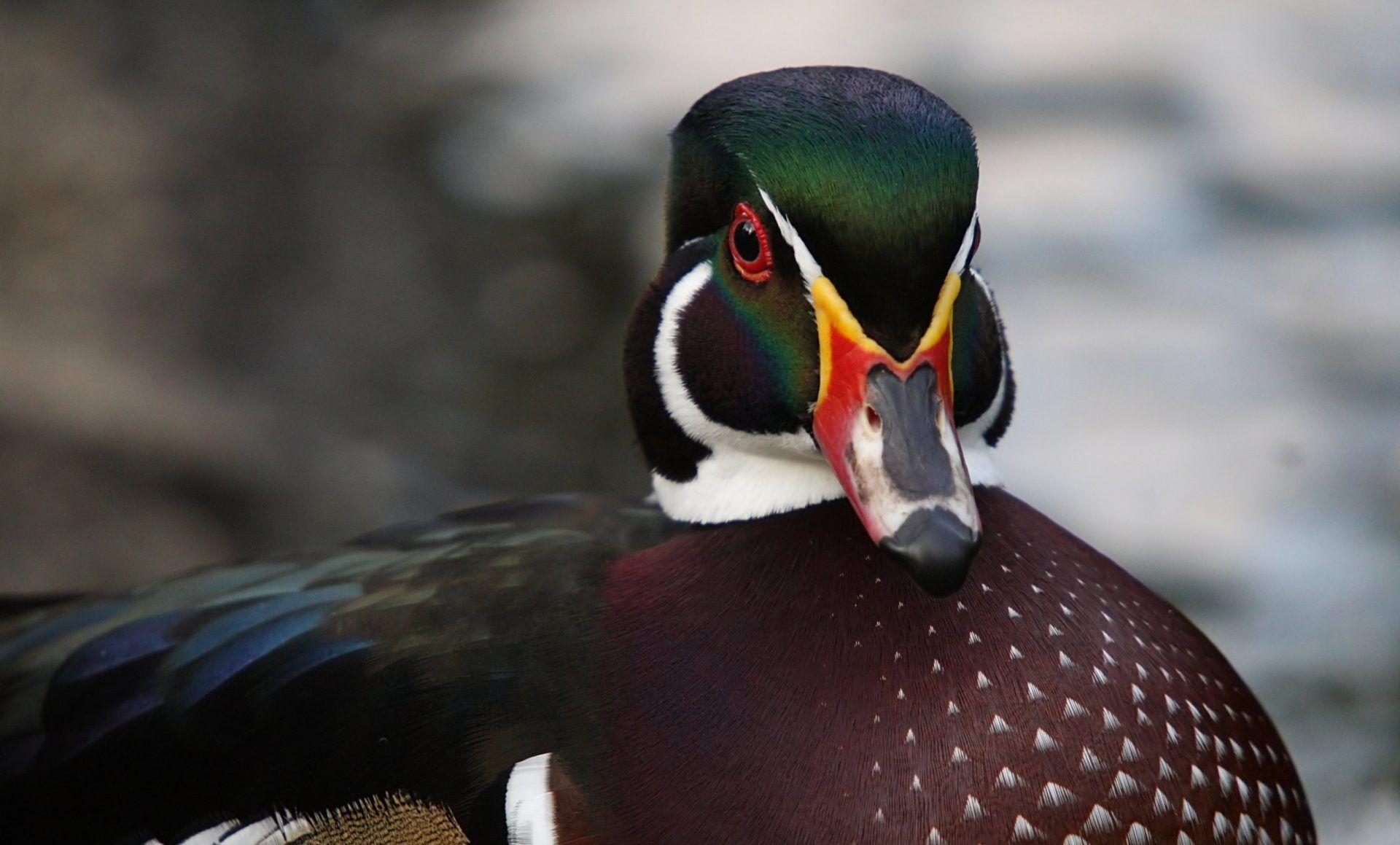 1920x1159 Download HD Photo Wallpaper Drake Duck Color Bird 052 2539x1533
