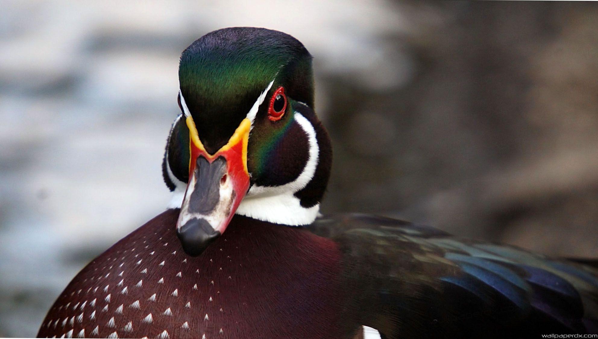 1984x1127 drake duck color bird HD wallpaper HD Original Size