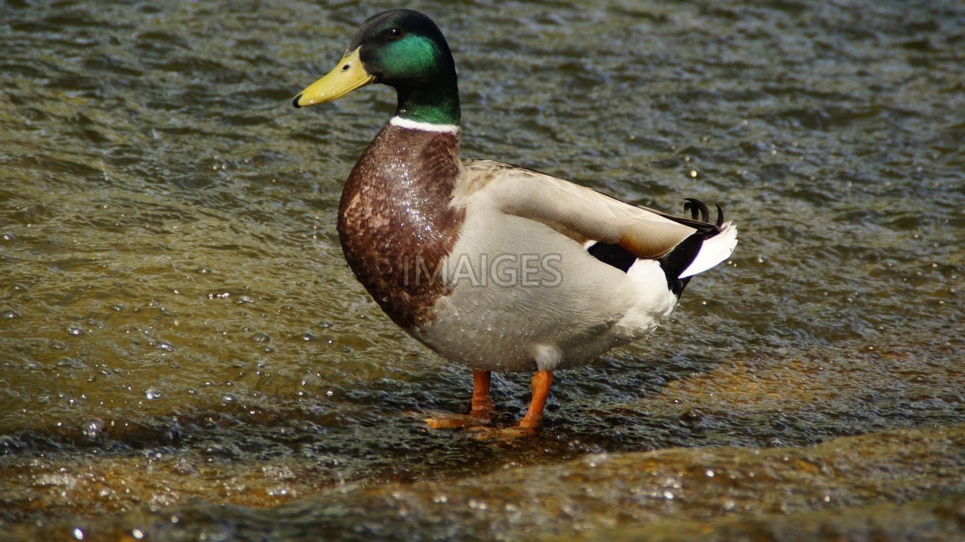1920x1080 Drake Waterfowl Wallpaper