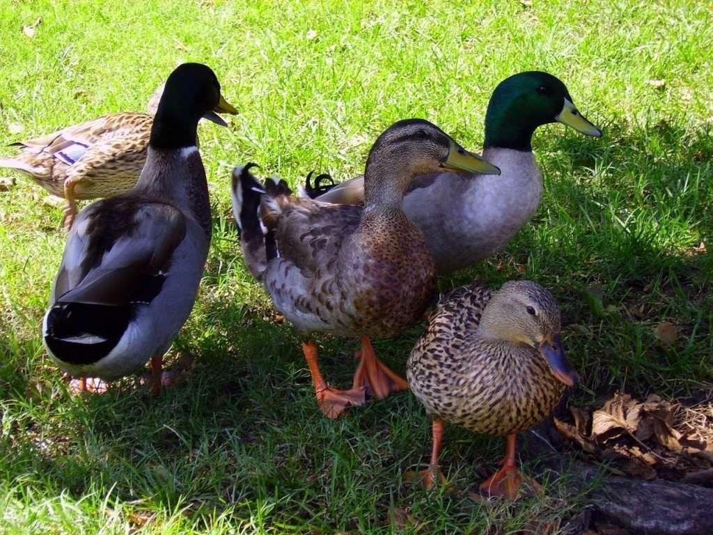 1024x768 Duck bird. ducks birds free category duck desktop wallpaper