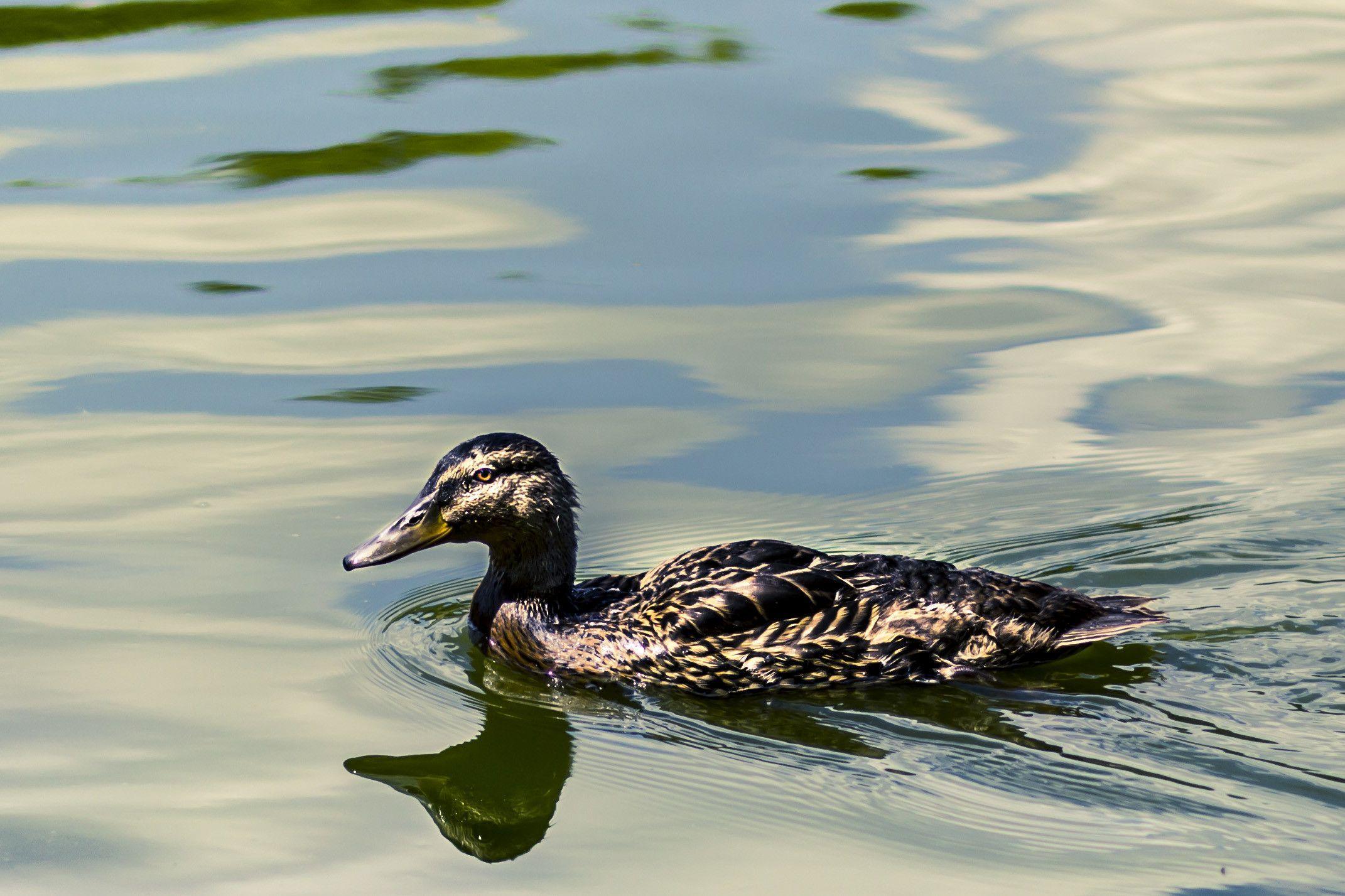2142x1427 Drake Waterfowl Wallpaper