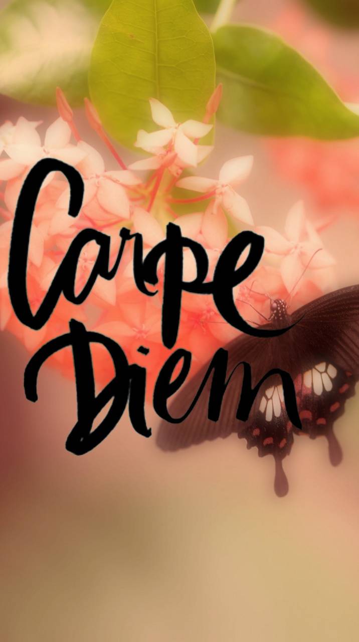 Carpe Diem Wallpapers - Top Free Carpe Diem Backgrounds - WallpaperAccess