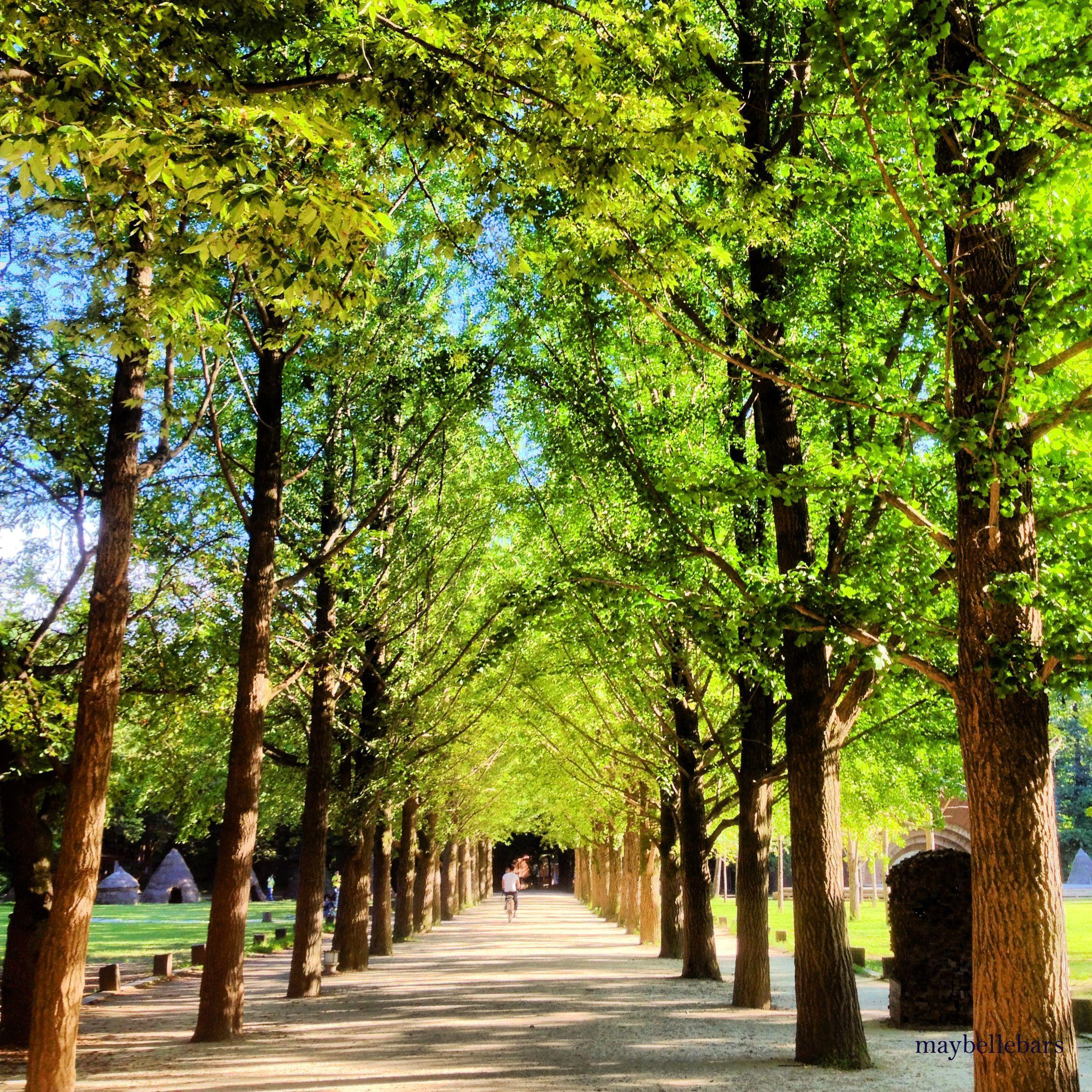 Nami Island Wallpapers - Top Free Nami Island Backgrounds - WallpaperAccess