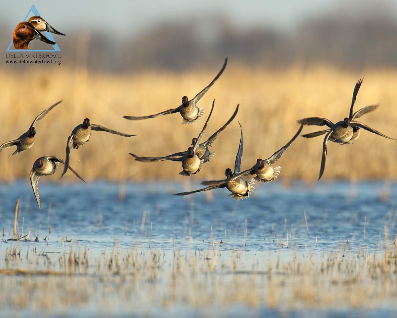 1280x1024 Waterfowl Wallpaper Gallery (43 Plus)