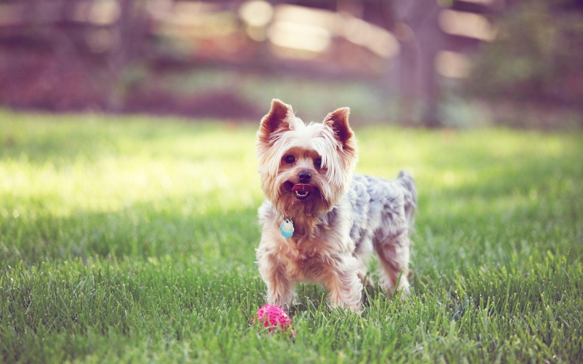 1920x1200 HD Yorkshire Terrier Dog Wallpaper