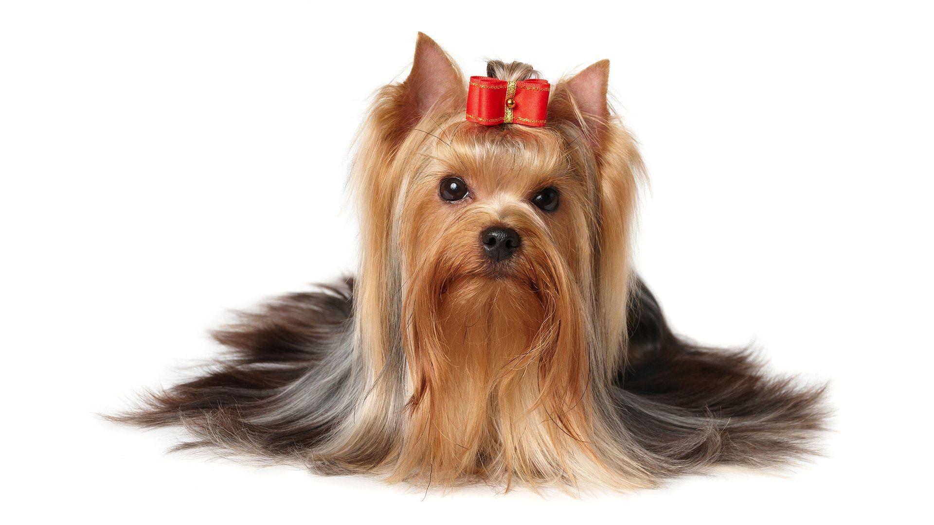 1920x1080 Yorkshire Terrier HD Wallpaper