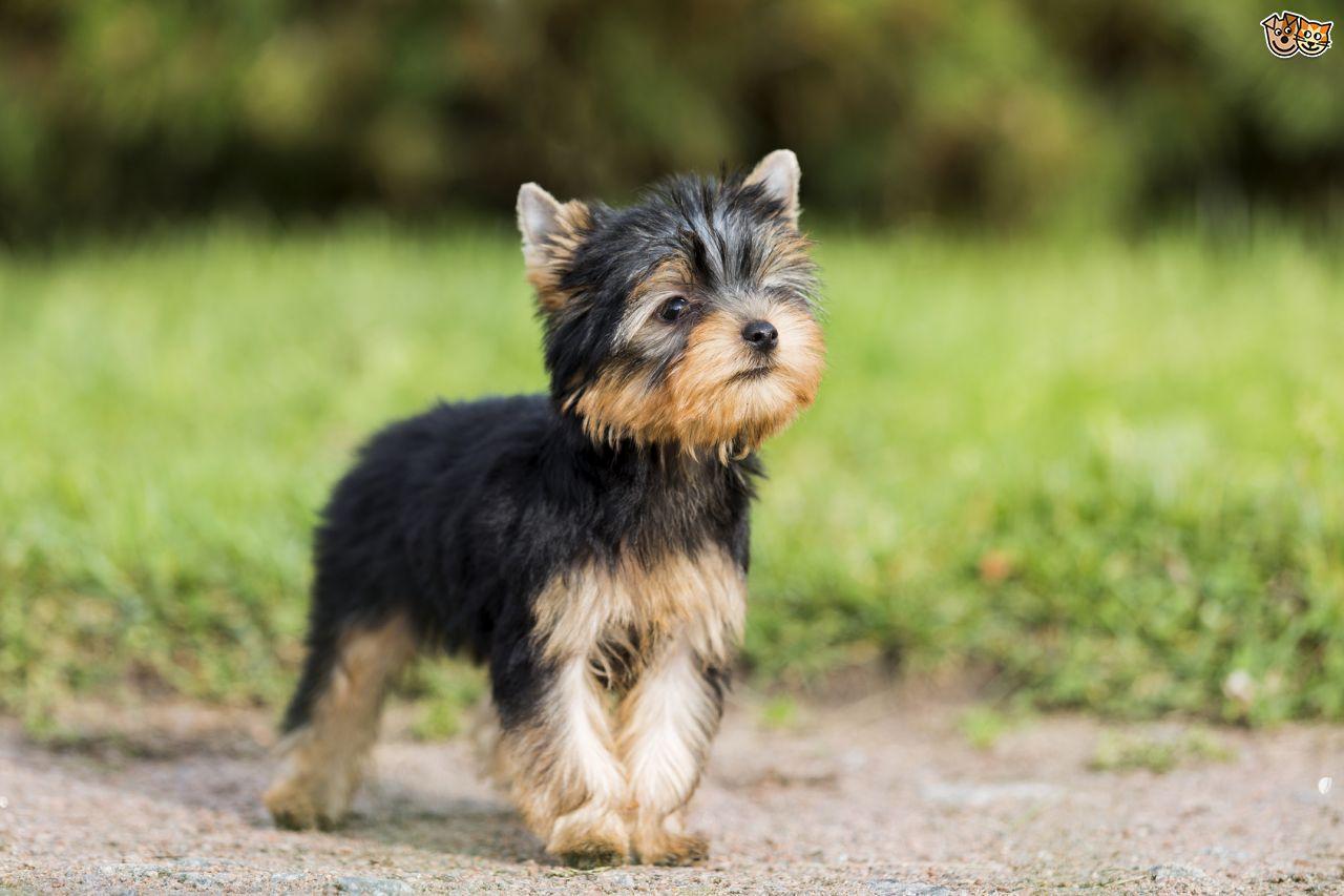 1280x853 Yorkshire Terrier Wallpaper HD for Android