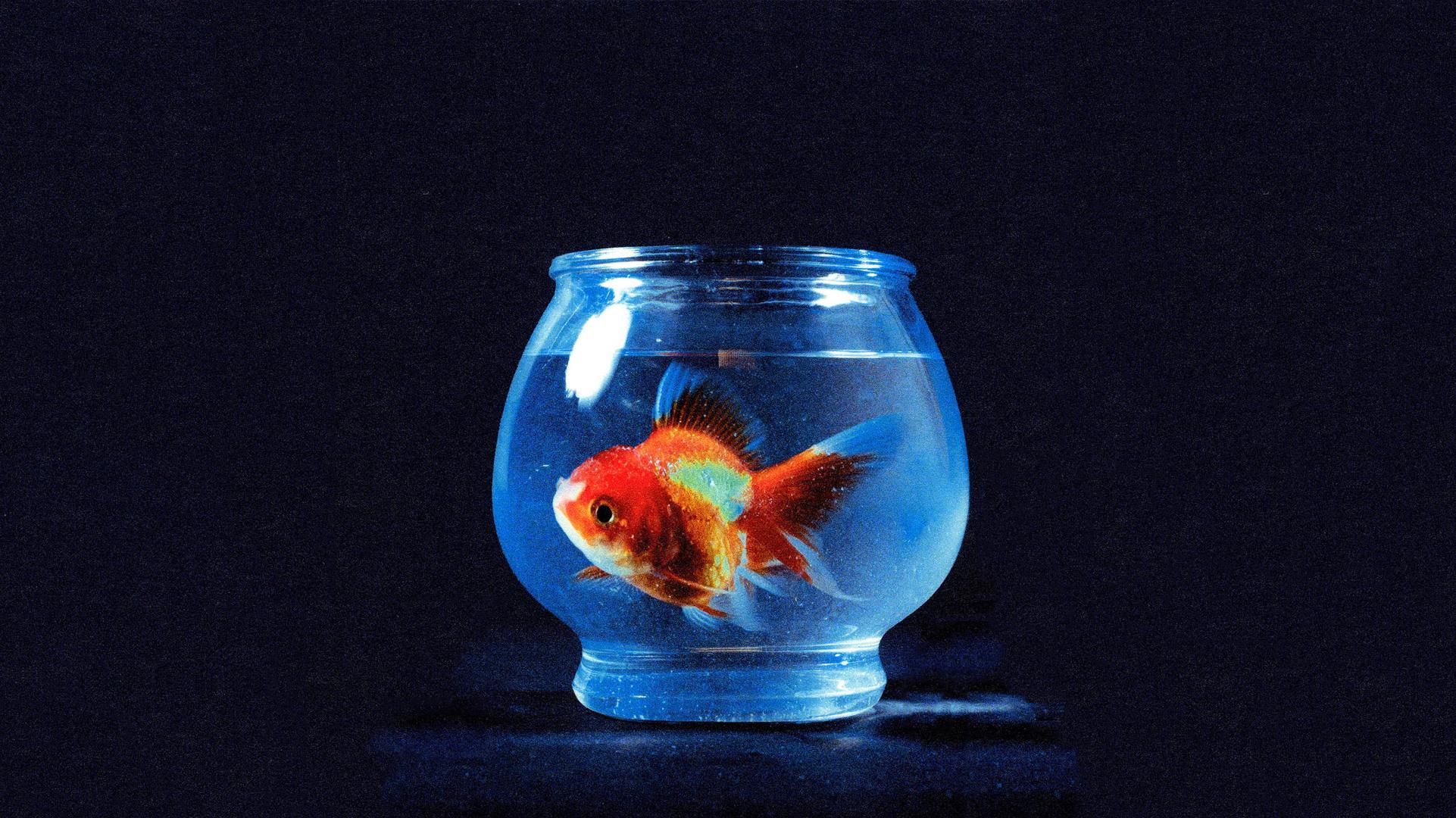 Vince Staples Wallpapers - Top Free Vince Staples Backgrounds