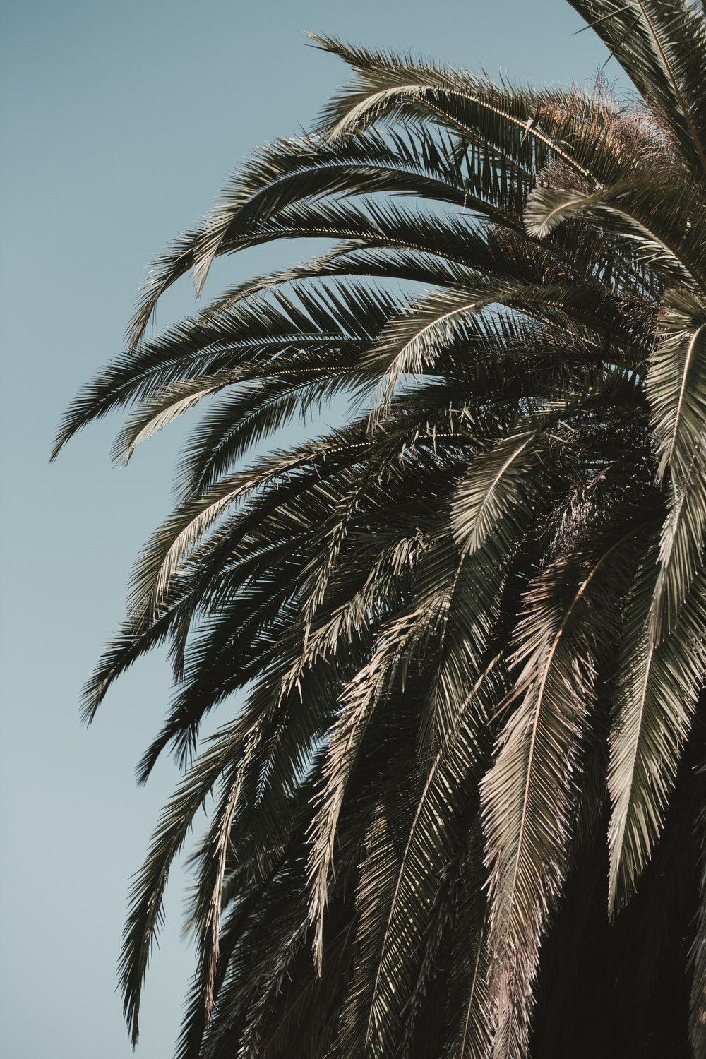 Palm Angels Pictures  Download Free Images on Unsplash