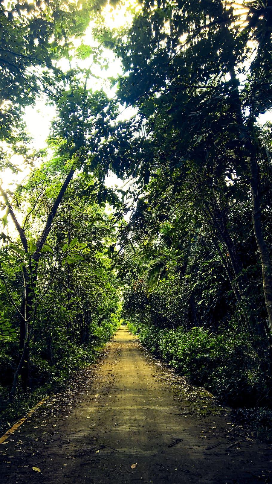 910x1618 HD wallpaper: the untamed, mystery, forest wayside, tree, plant, direction