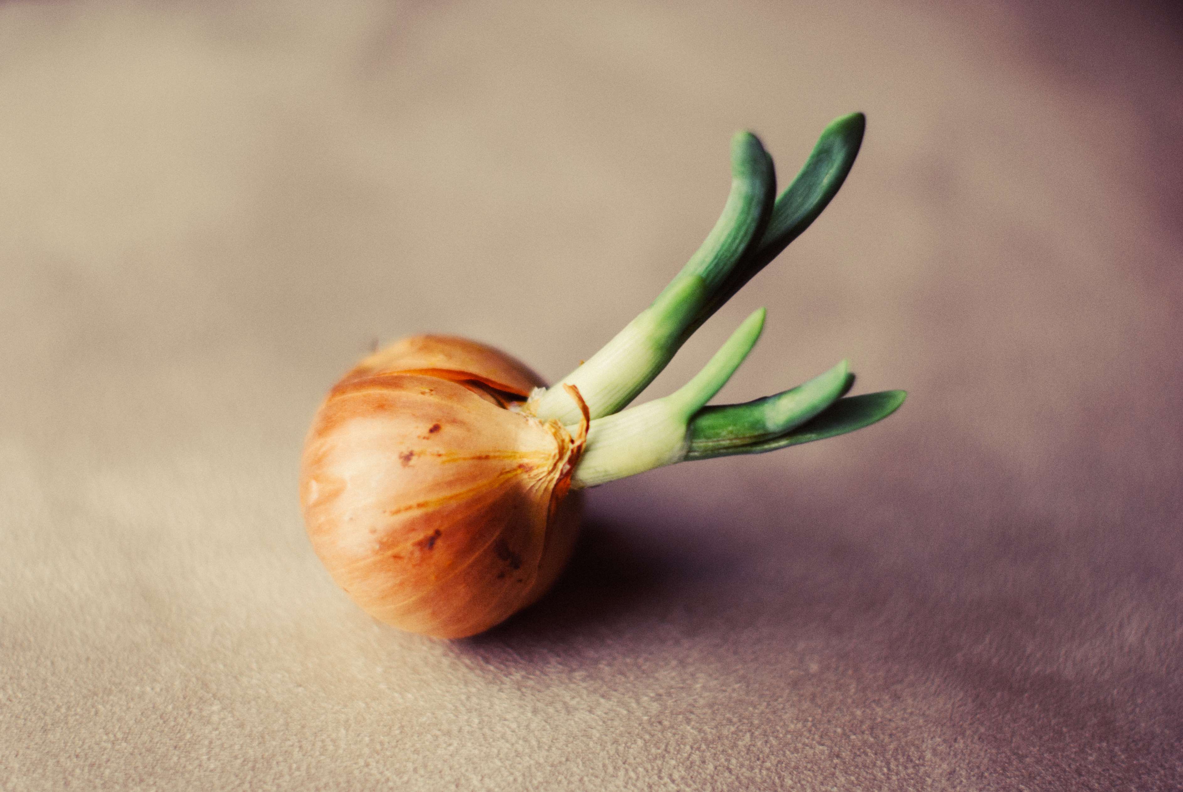 Onion Wallpapers - Top Free Onion Backgrounds - WallpaperAccess