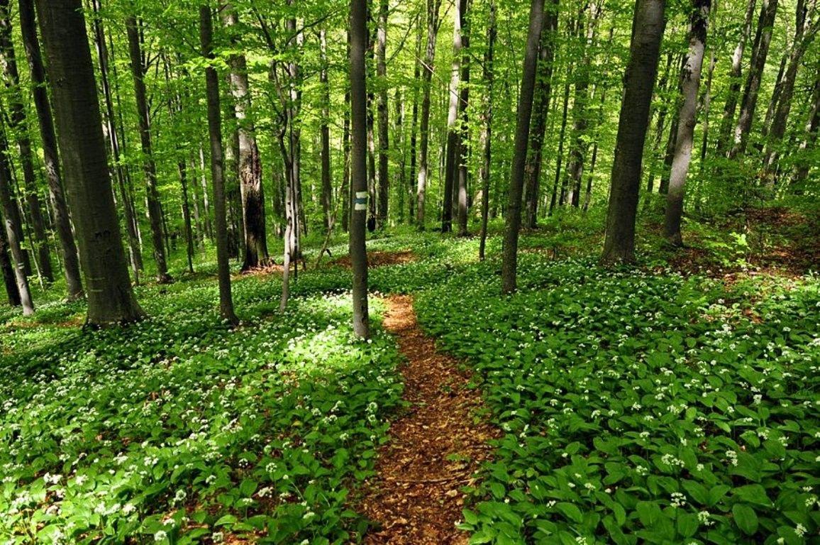 1156x768 Forests: Nature Nice Leaves Path Grass Photography Green Trees