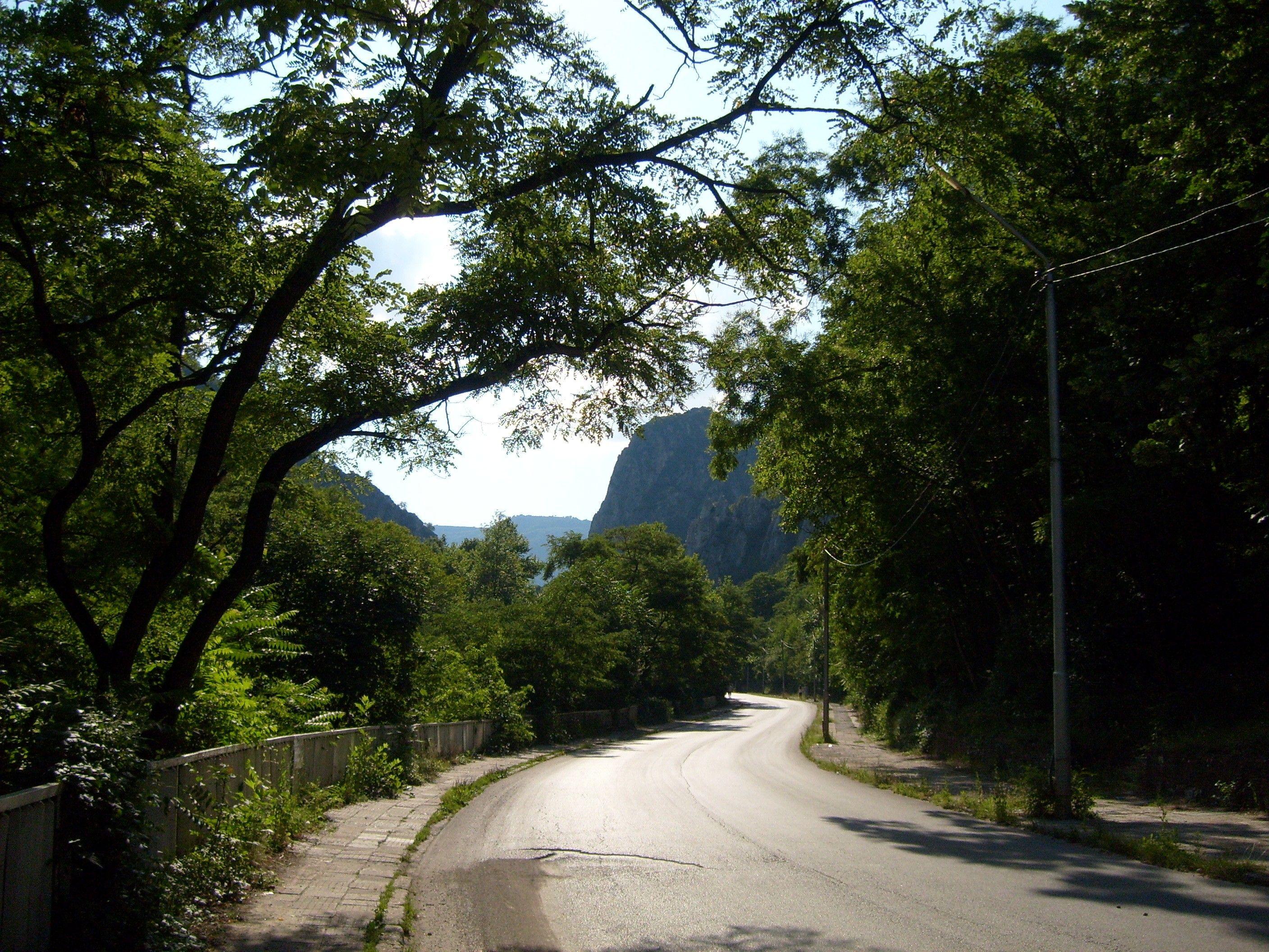 2816x2112 Mountain: Tree Green Nature Street Bulgaria Mountain Photography