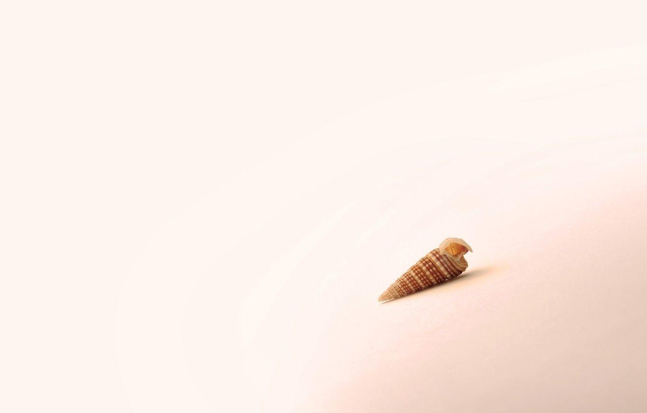 1332x850 Wallpaper summer, macro, background, minimalism, shell, photography, wallpaper, sea, Yelunin Roman, sea shell image for desktop, section минимализм