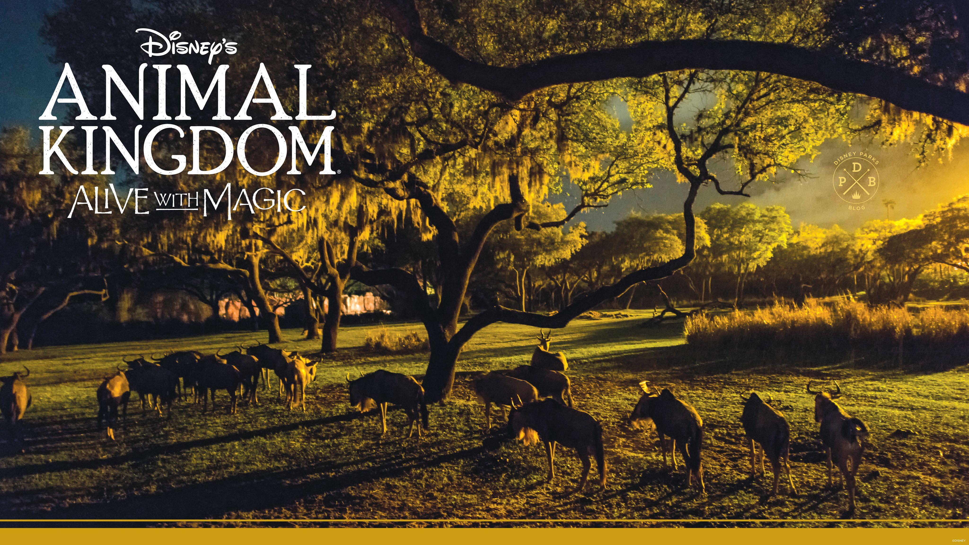 Animal Kingdom Wallpapers  Top Free Animal Kingdom Backgrounds   WallpaperAccess
