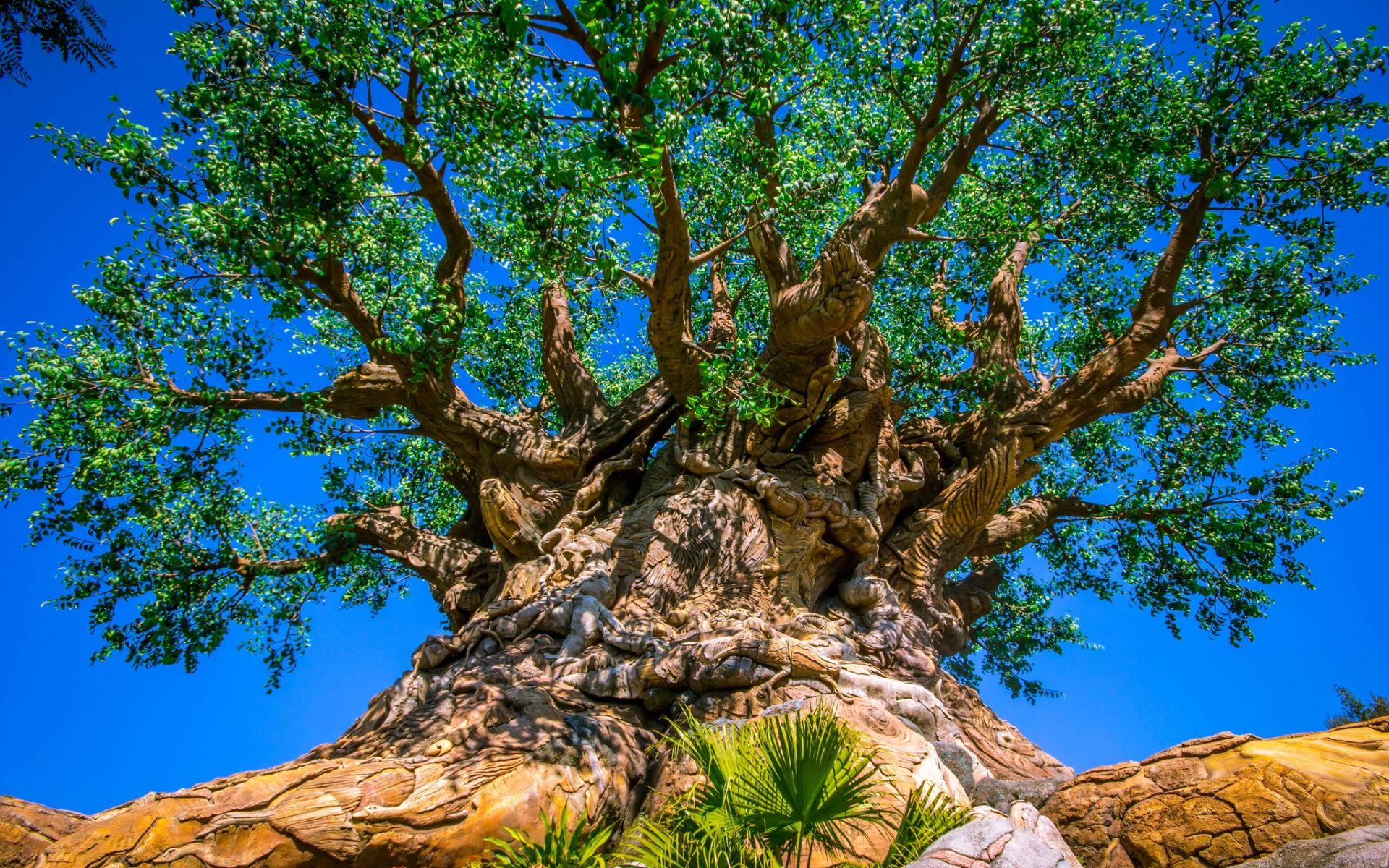 Animal Kingdom Wallpapers Top Free Animal Kingdom Backgrounds WallpaperAccess