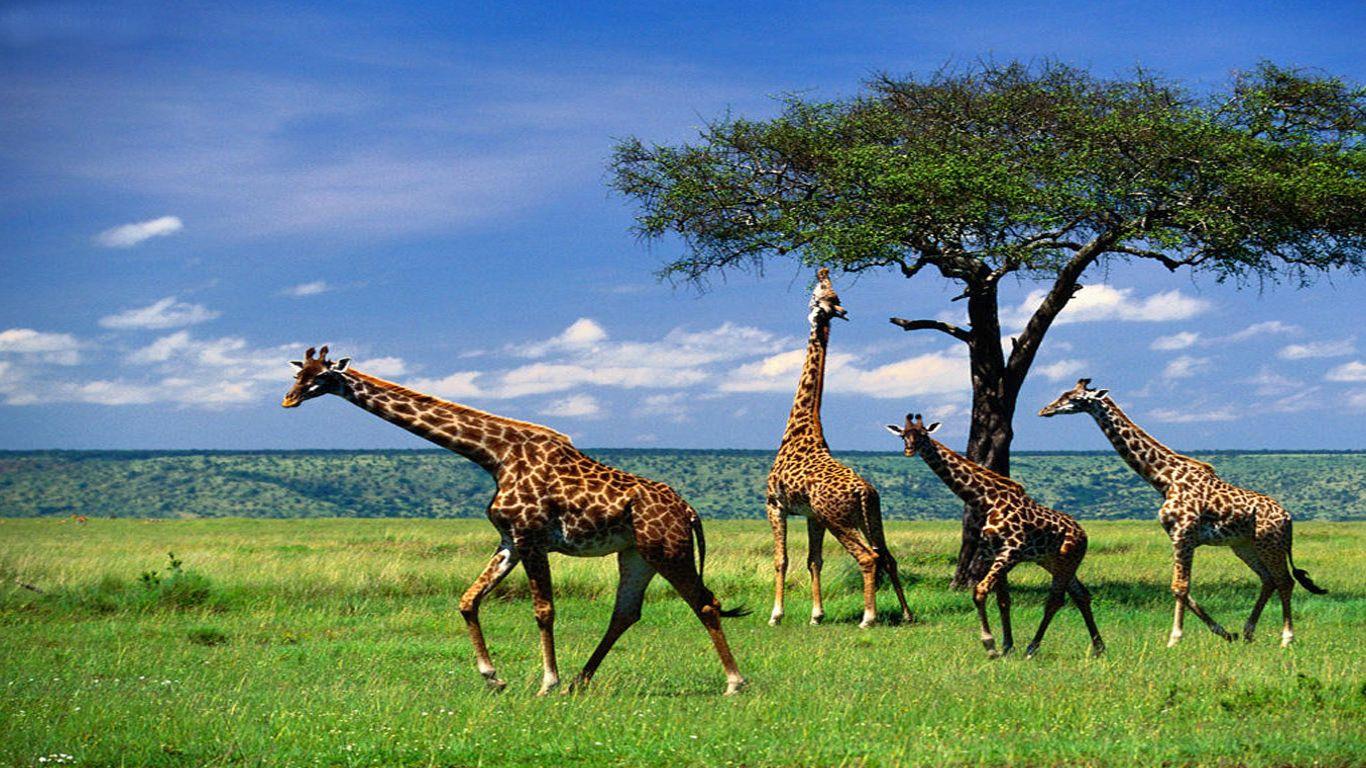 Animal Kingdom Wallpapers - Top Free Animal Kingdom Backgrounds ...