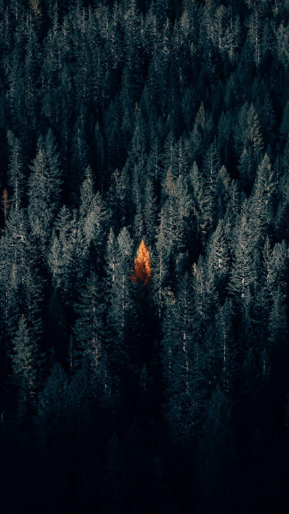 938x1668 Download wallpaper 938x1668 autumn, forest, aerial view