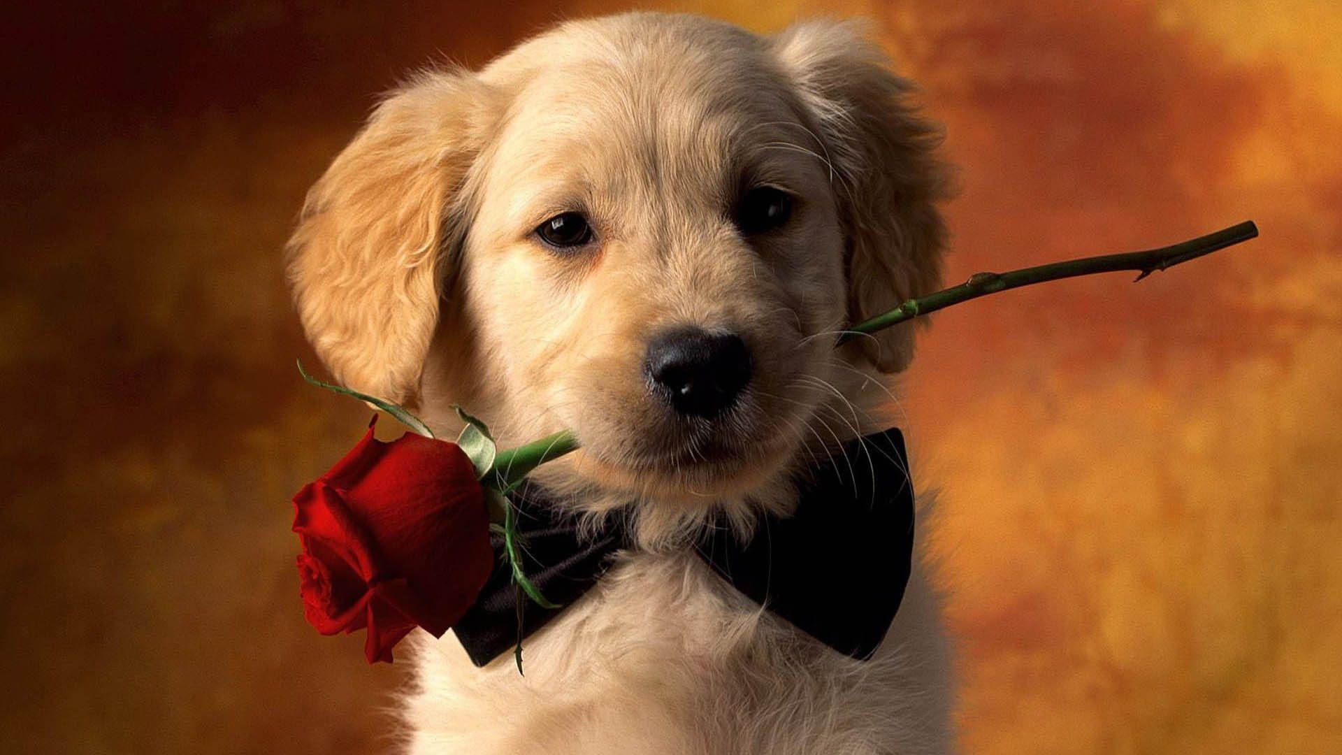 1920x1080 Dog s wallpaperx1080