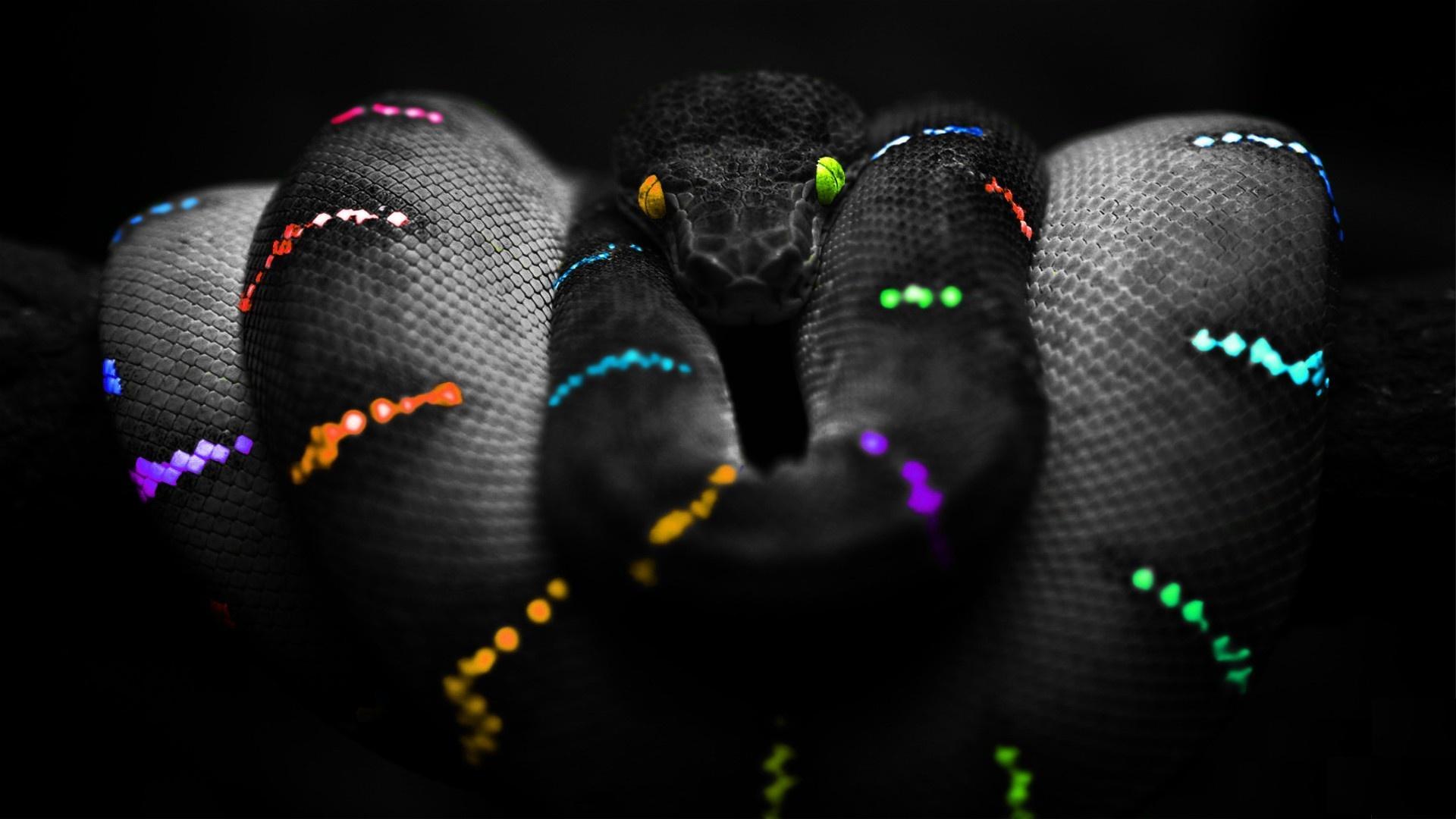 1920x1080 Rainbow Snake Hình nền HD.  Hình nền.  1920x1080