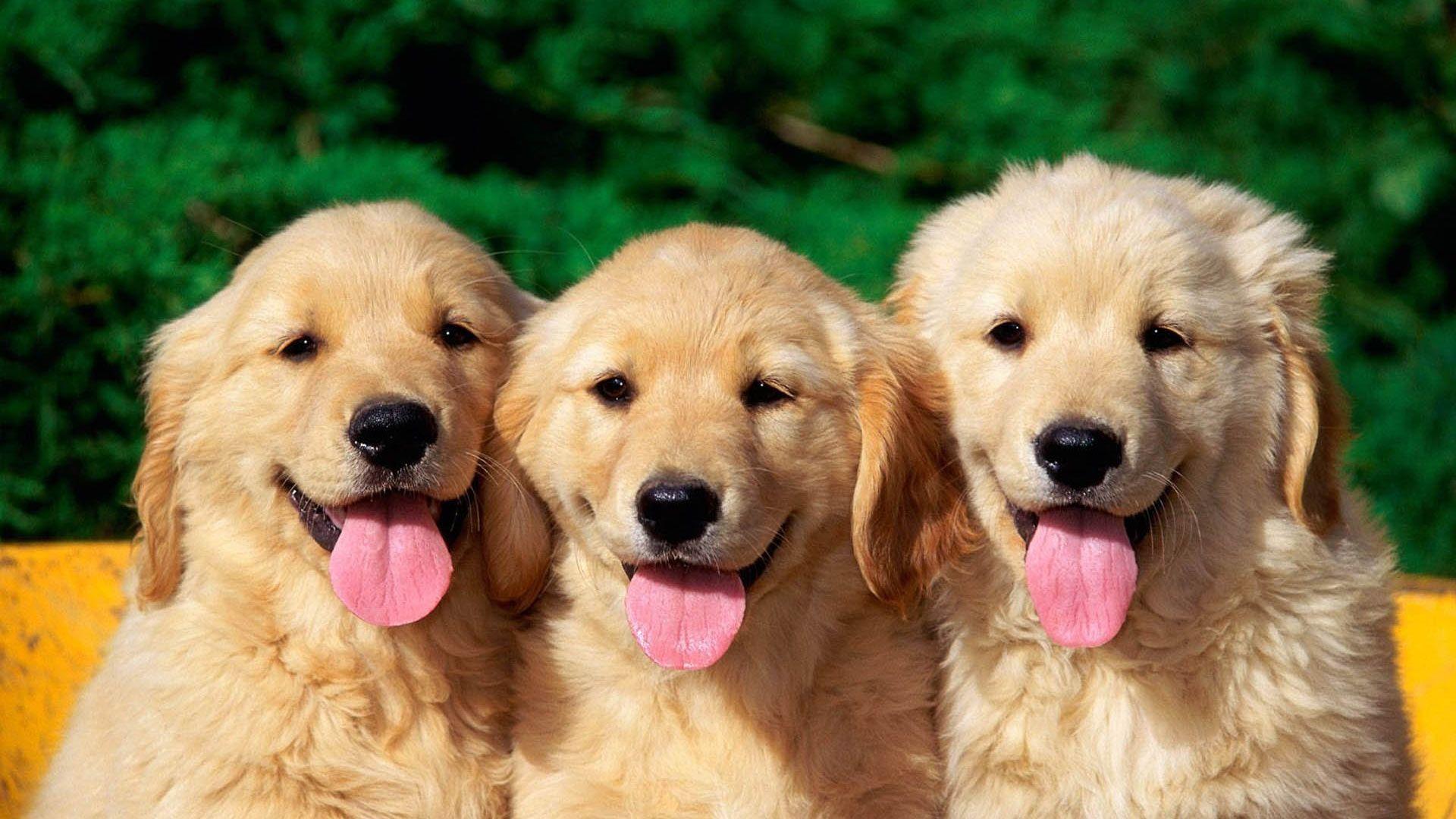 1920x1080 Dogs Photography
