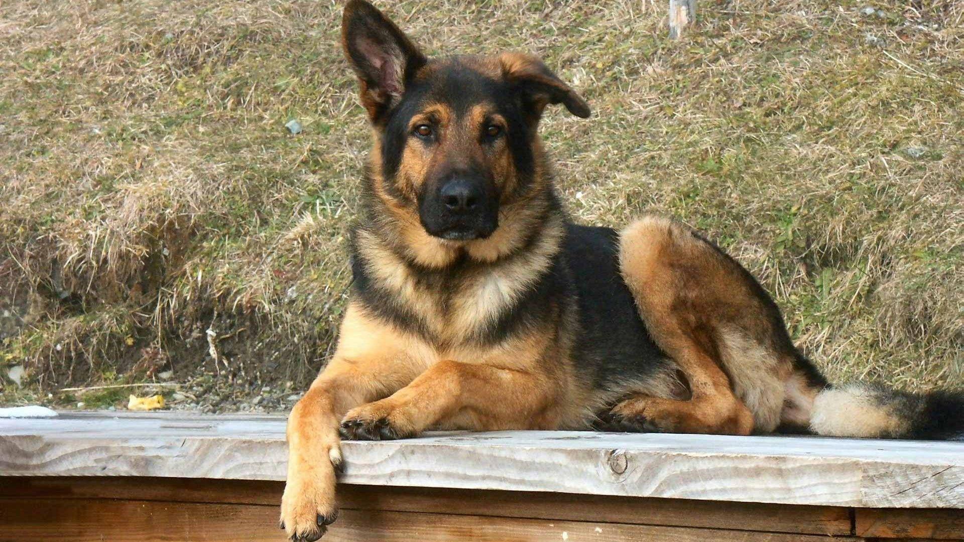 1920x1080 German Shepherd Dog Wallpaper