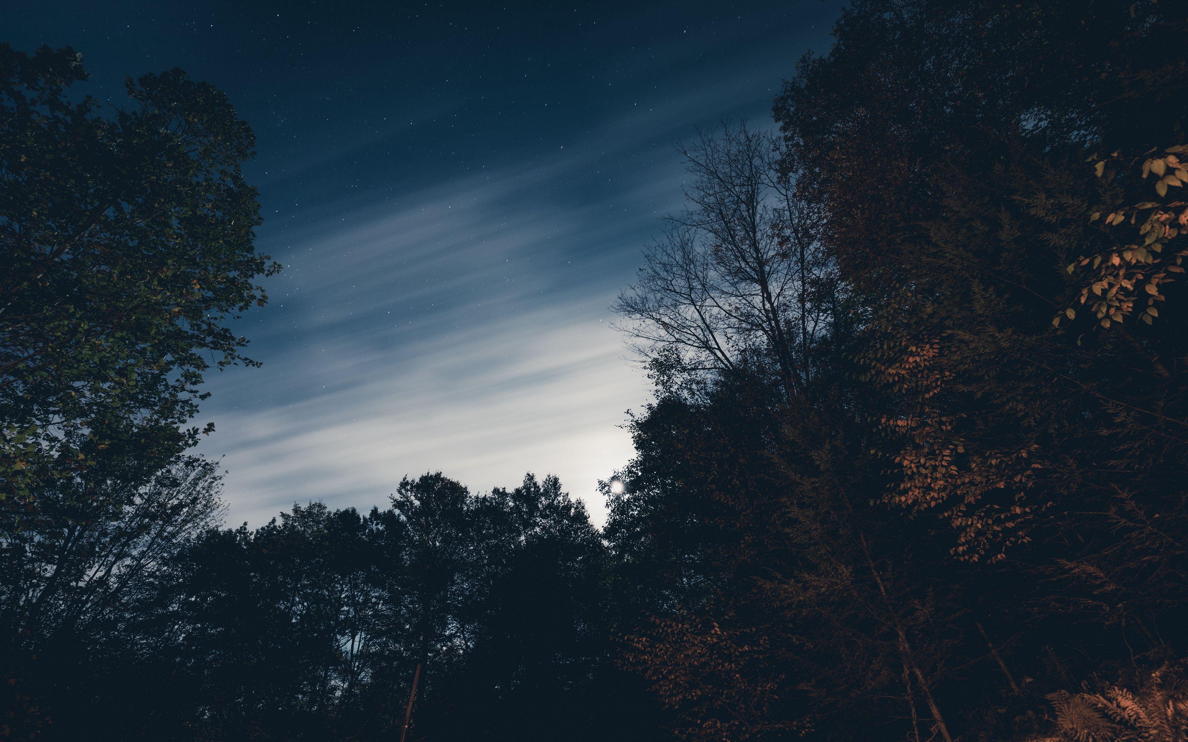 3840x2400 Download wallpaper 3840x2400 trees, night, sky, stars 4k