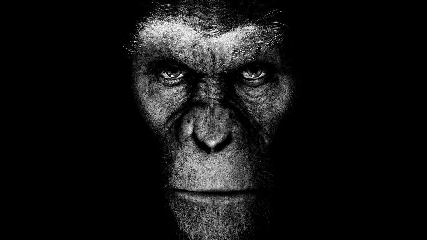 1366x768 Monkeys Wallpaper O97624 (1366x768)