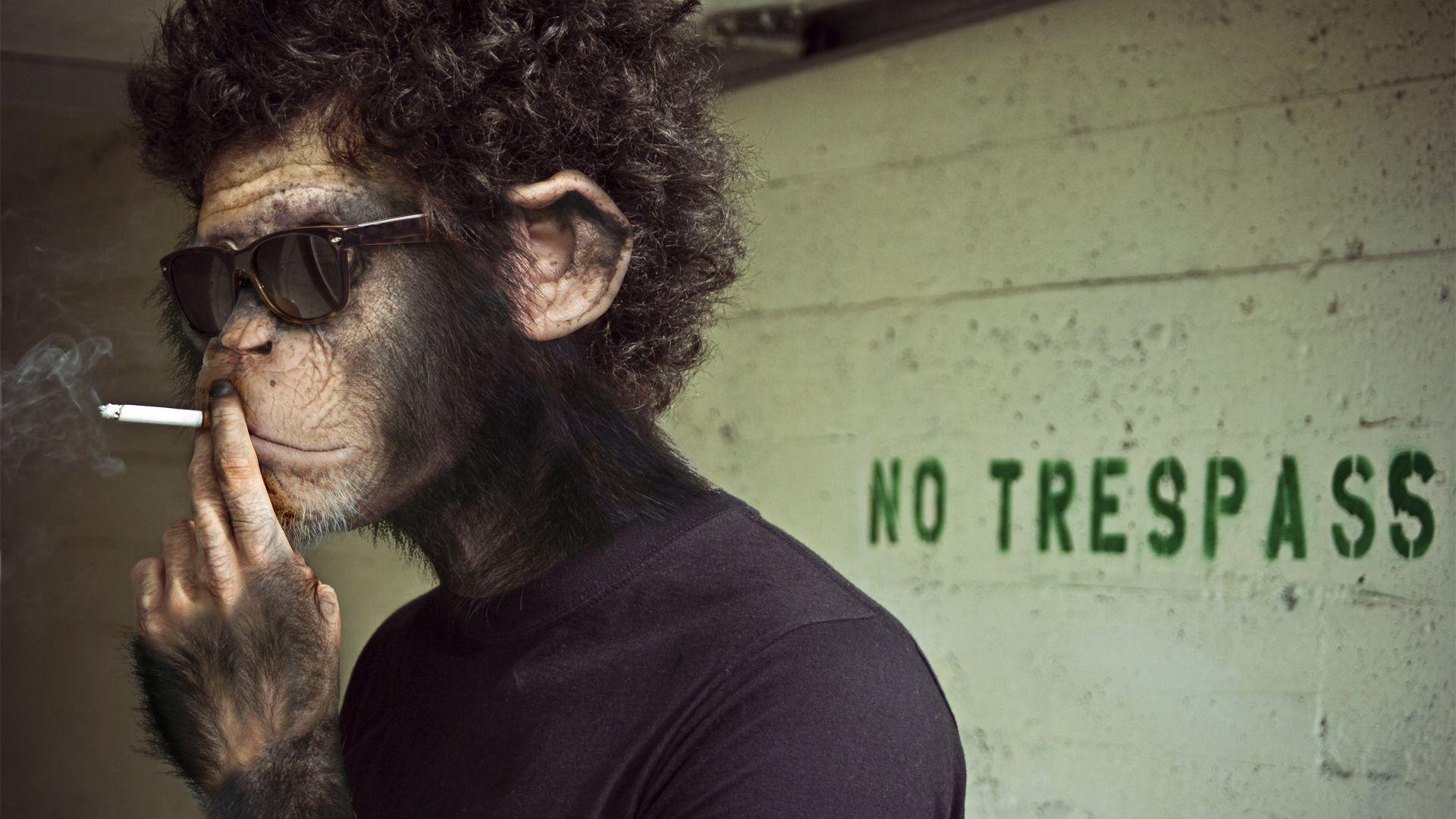1920x1080 Monkey Wallpaper